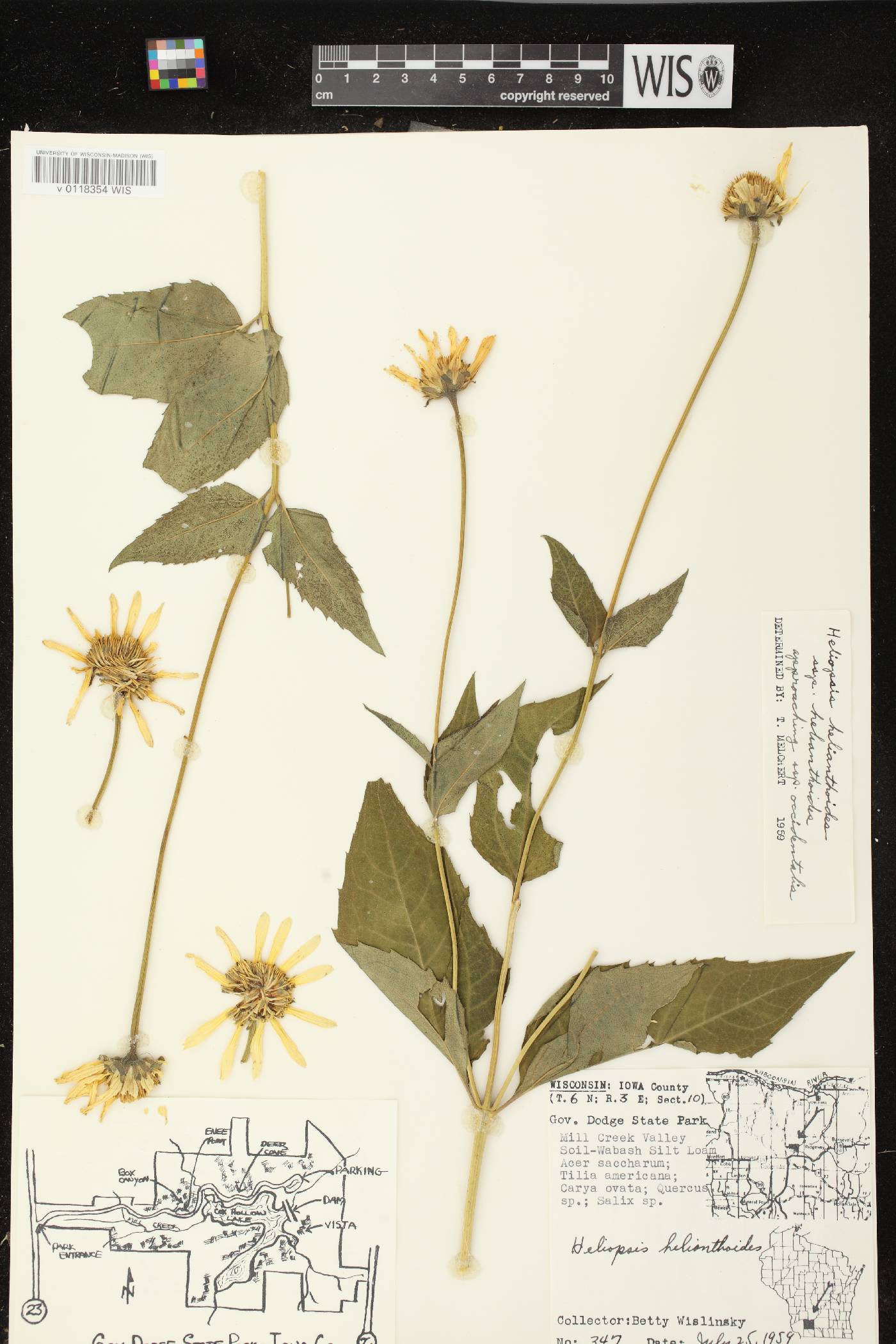 Heliopsis helianthoides var. helianthoides image