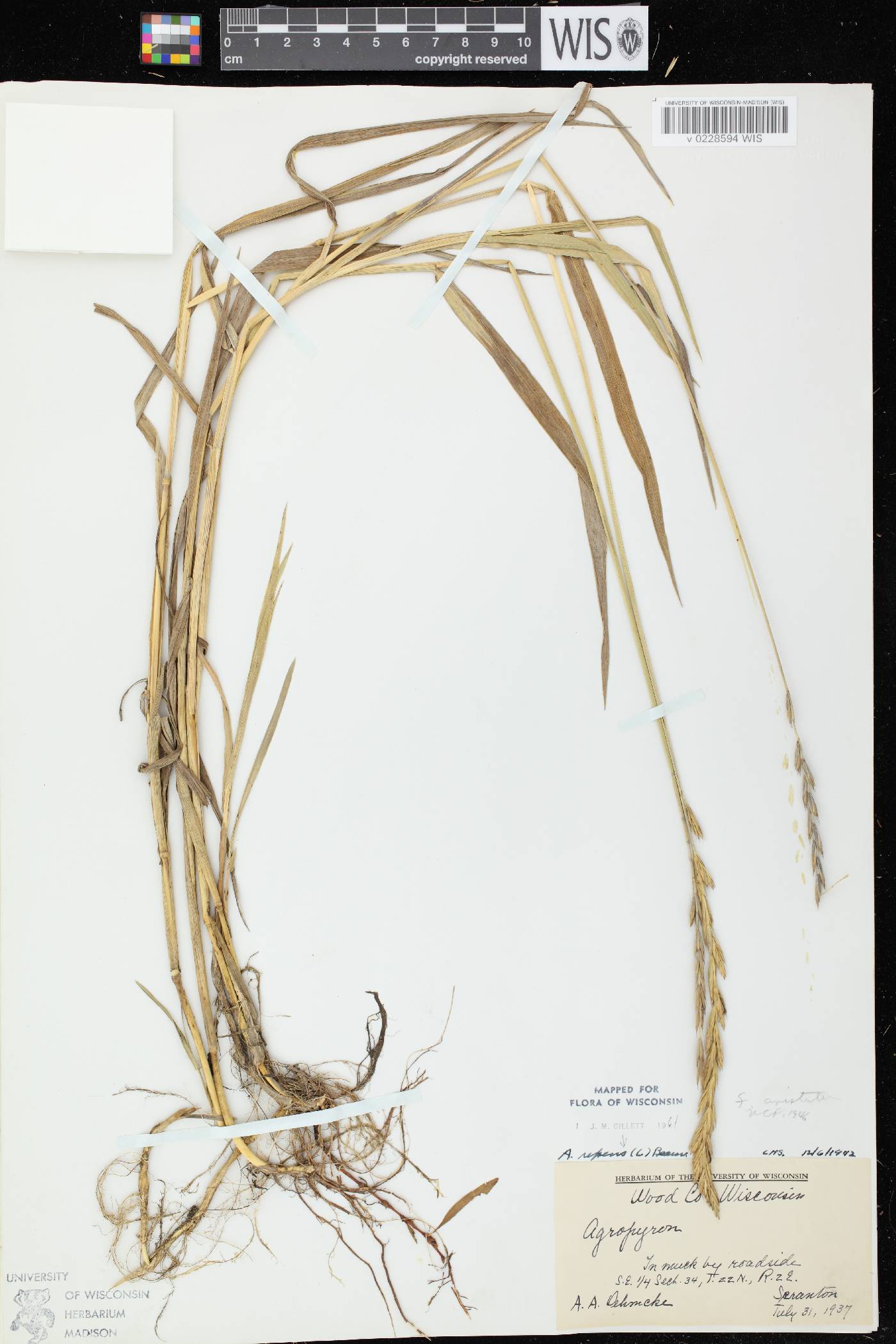 Elymus repens image