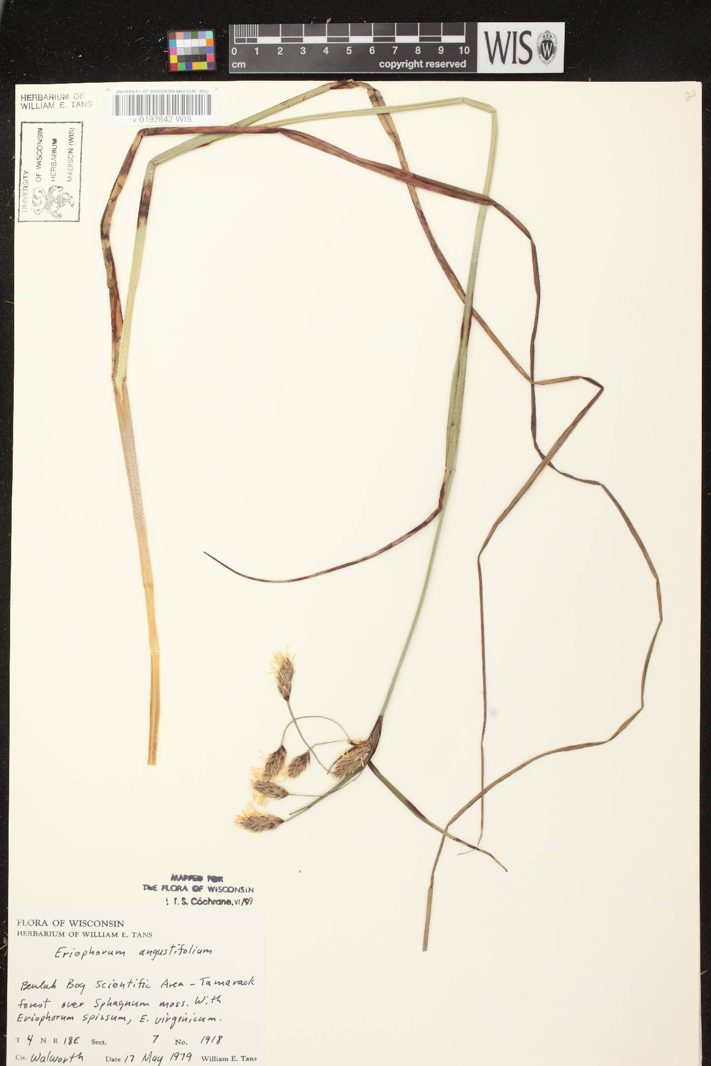 Eriophorum angustifolium image