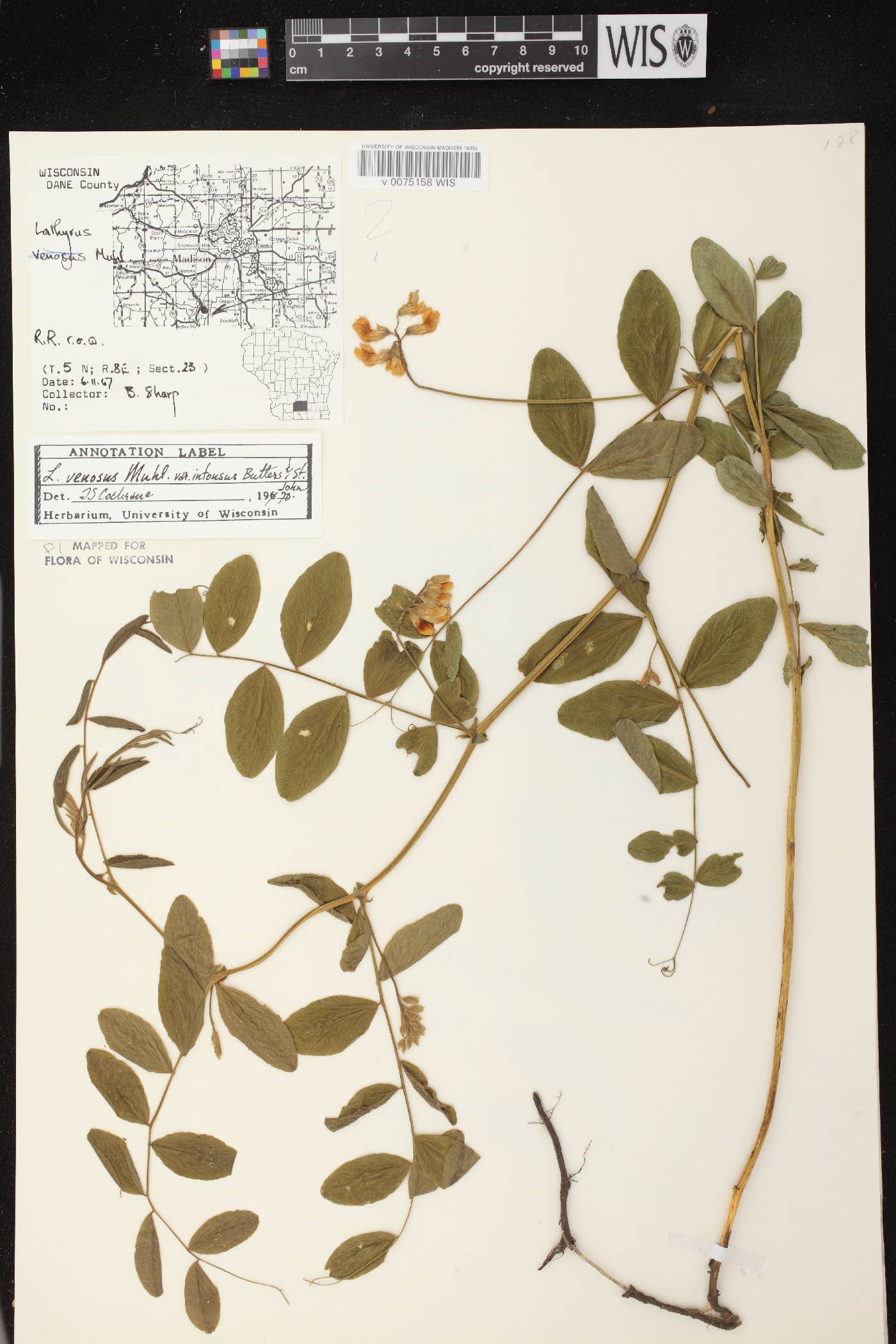 Lathyrus venosus image
