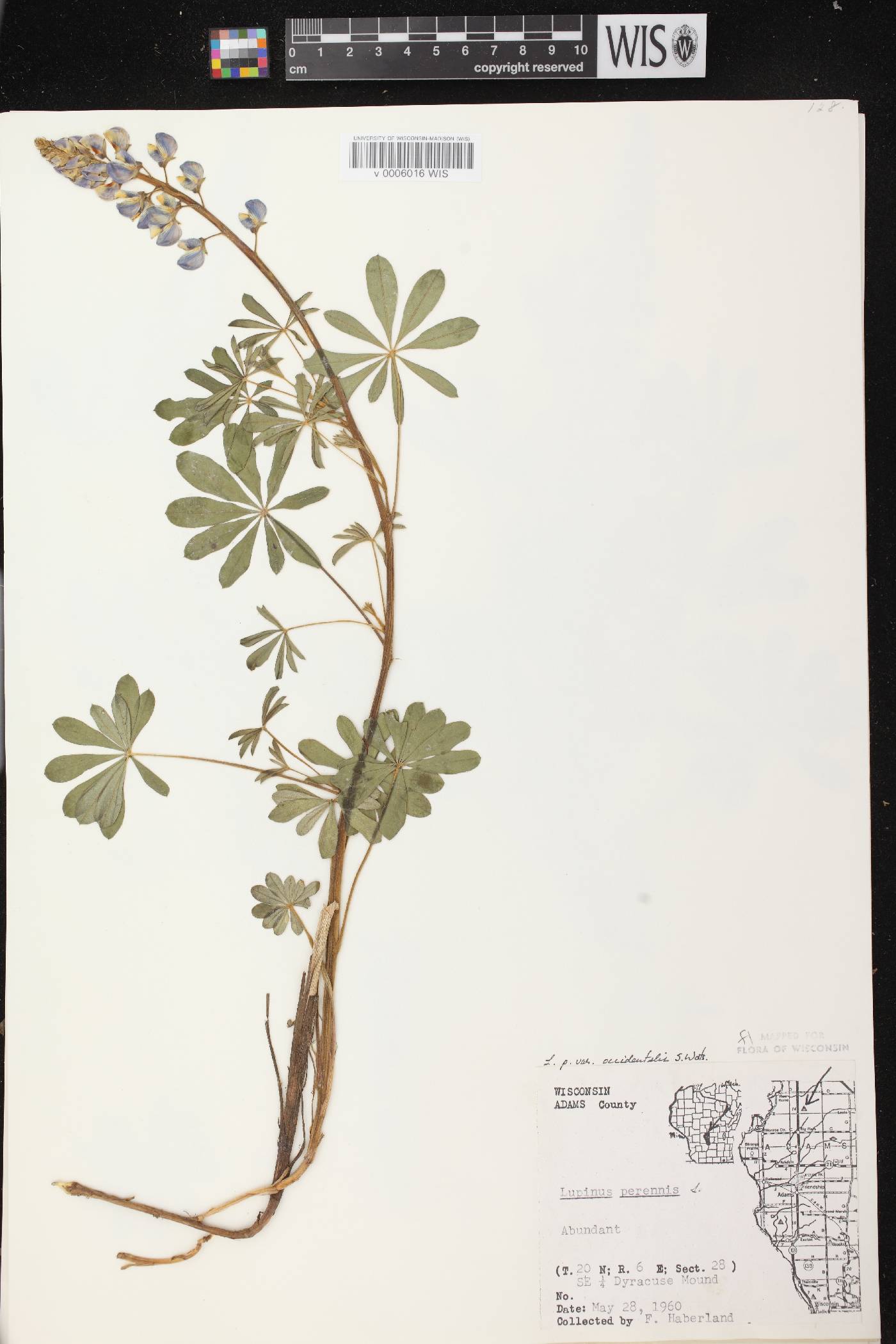 Lupinus perennis var. occidentalis image