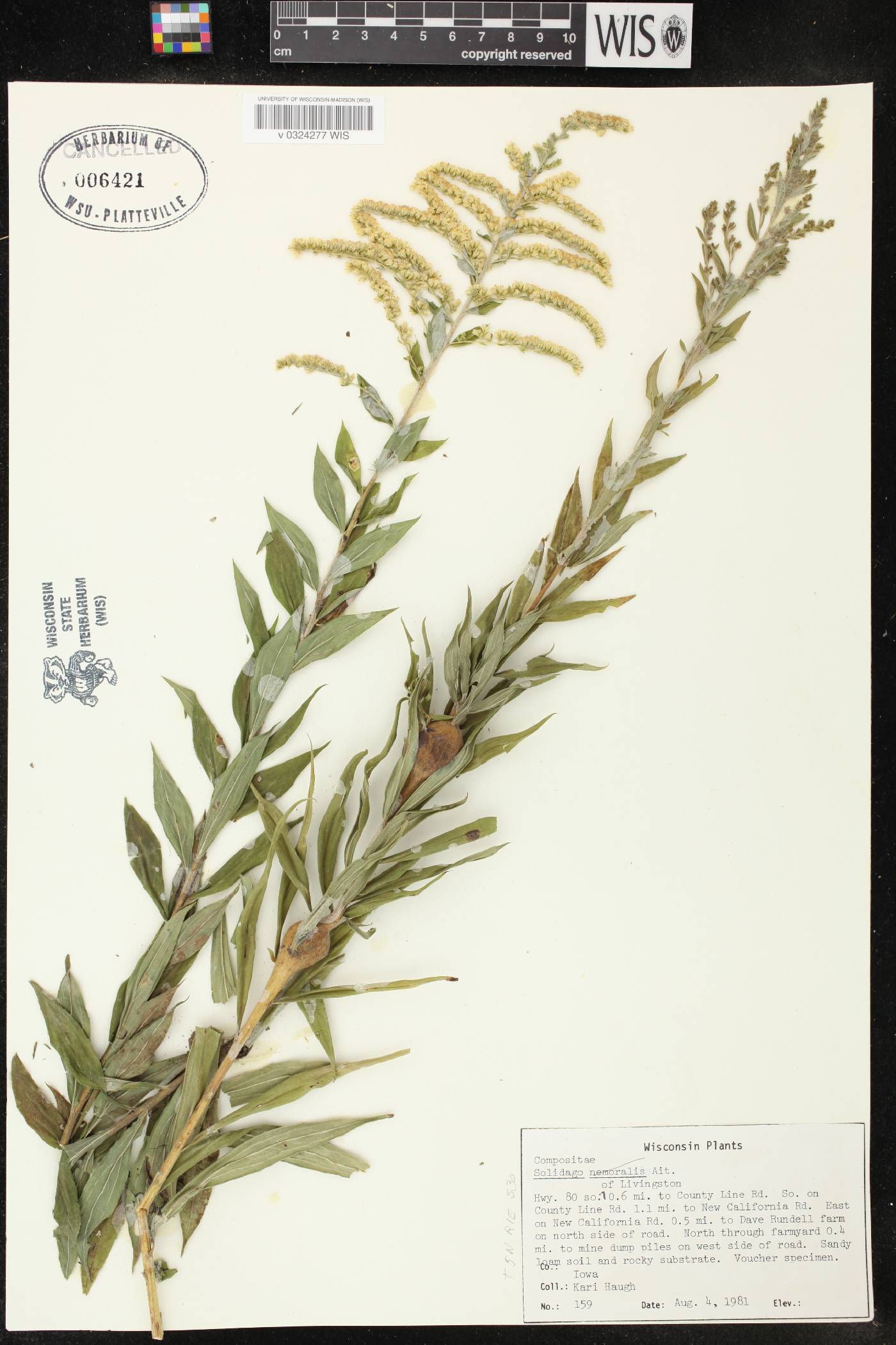 Solidago canadensis image