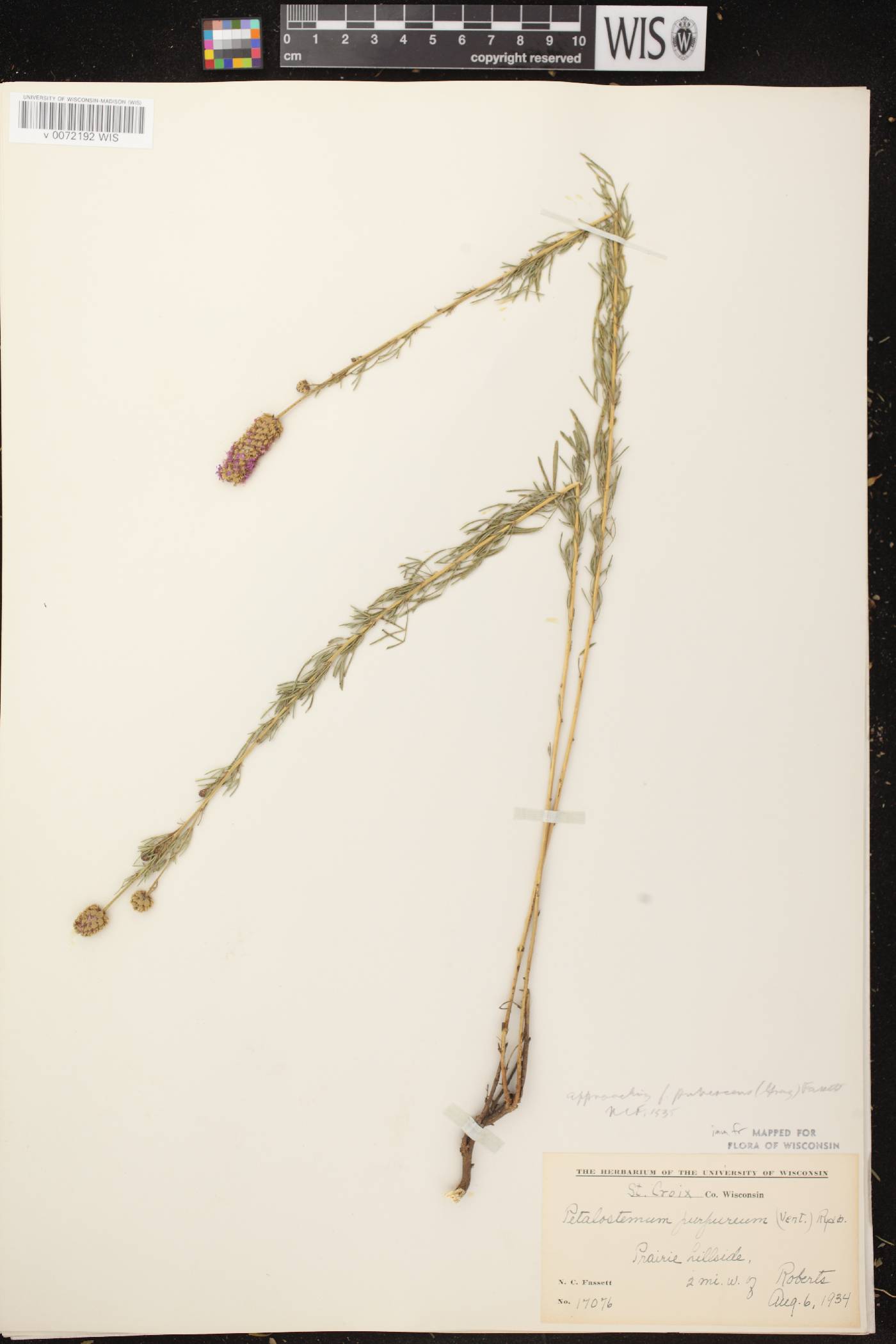 Dalea purpurea image