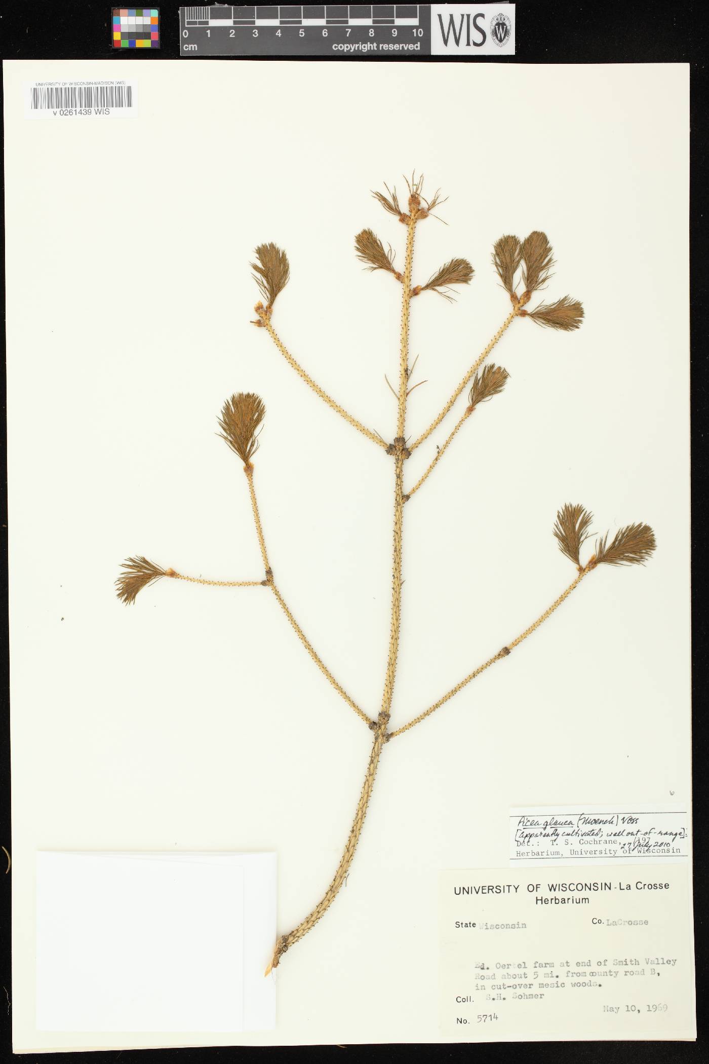 Picea glauca image
