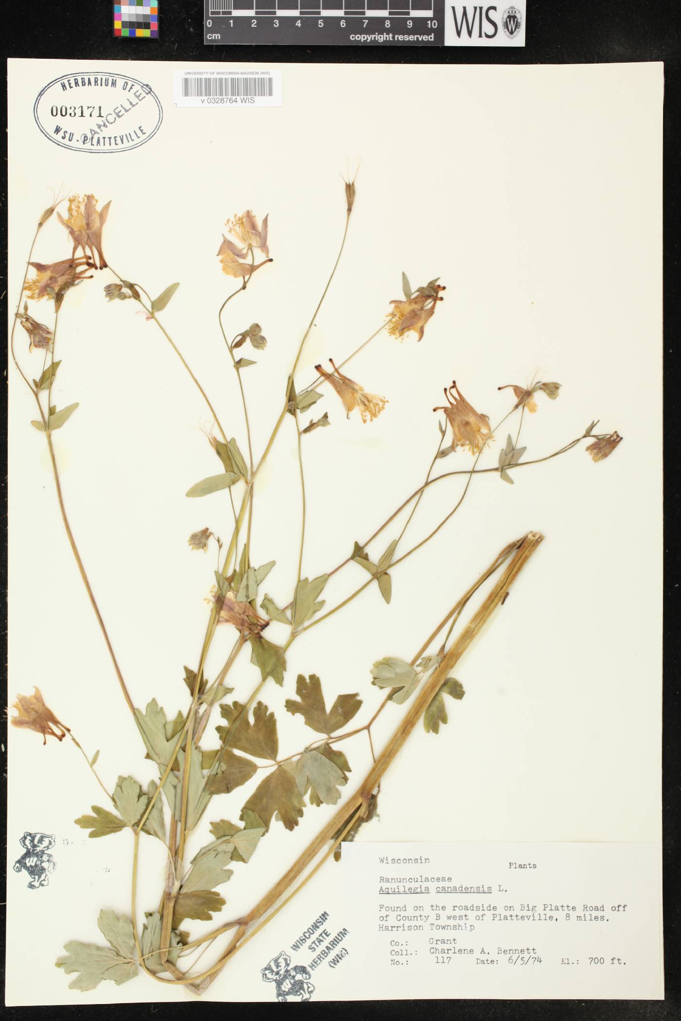 Aquilegia canadensis image