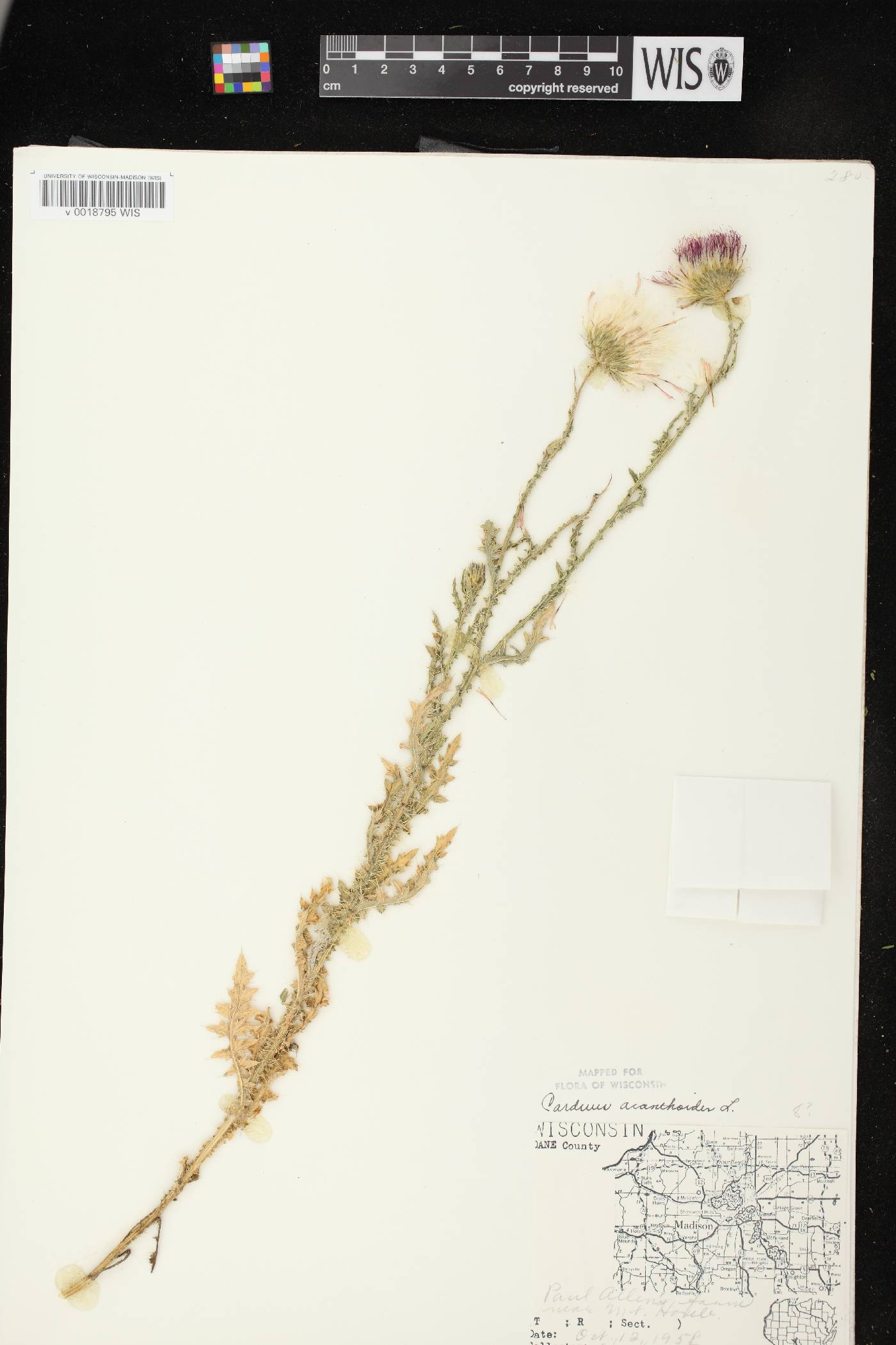 Carduus acanthoides subsp. acanthoides image