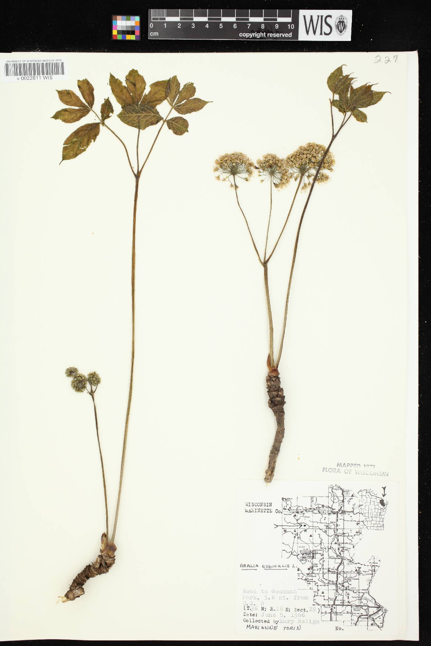 Aralia nudicaulis image