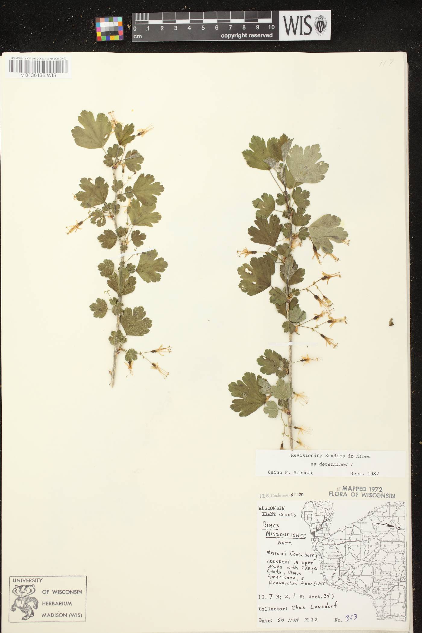 Ribes missouriense image