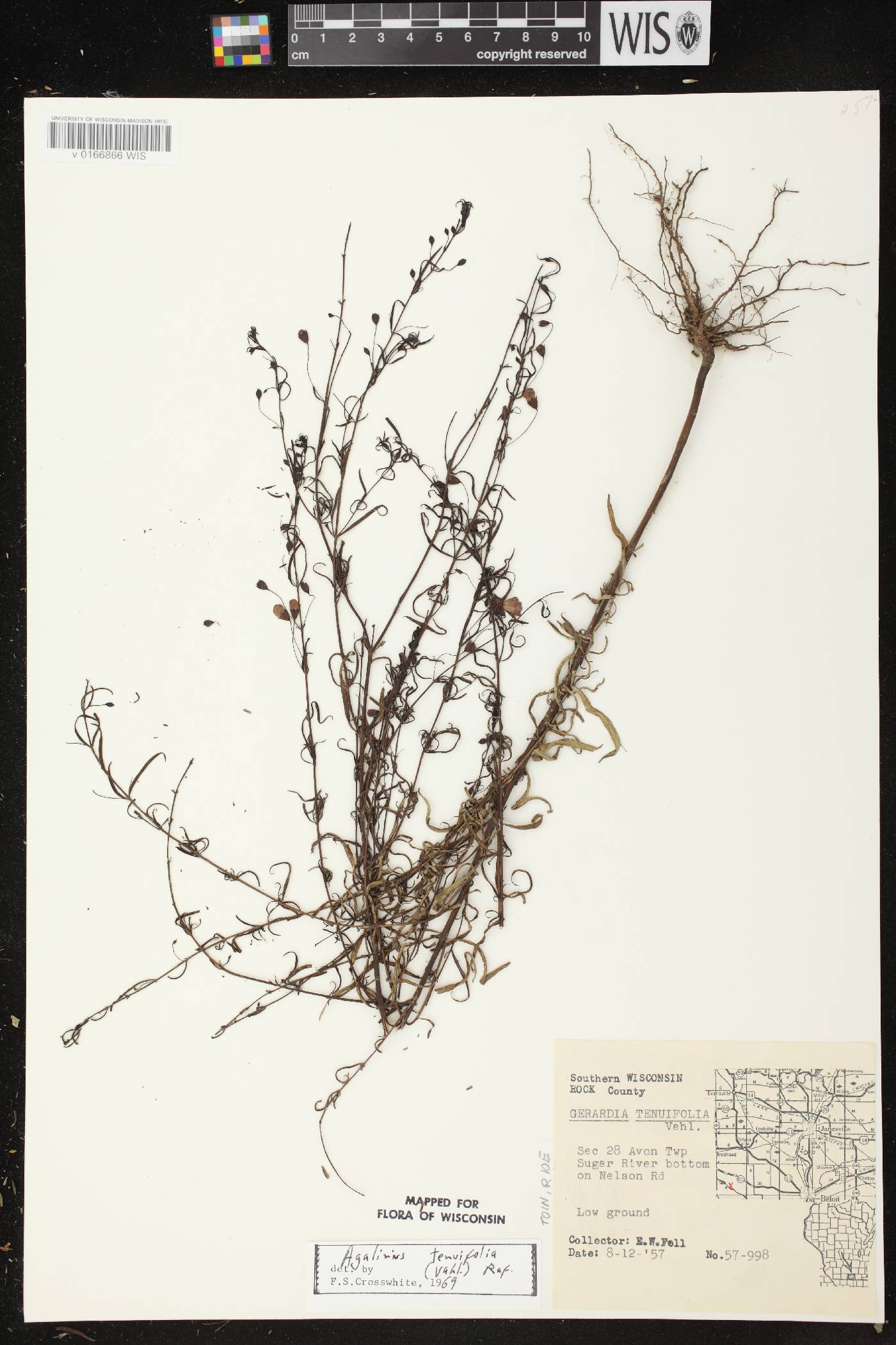 Agalinis tenuifolia image