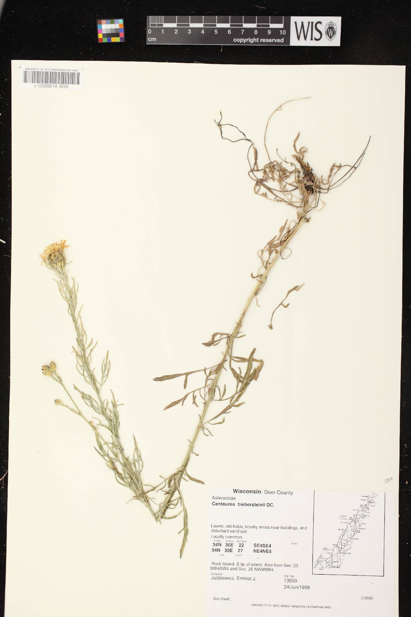 Centaurea stoebe subsp. micranthos image