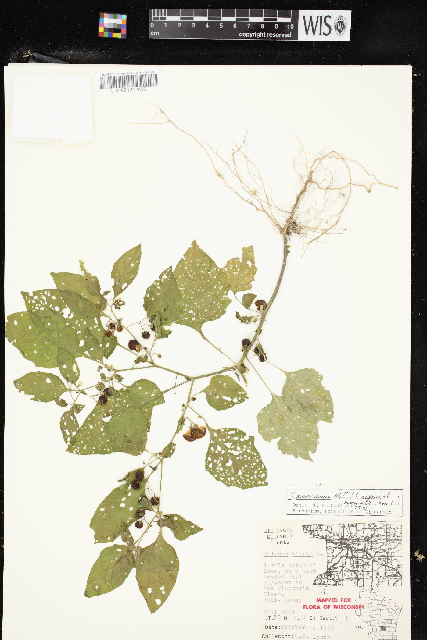 Solanum ptychanthum image