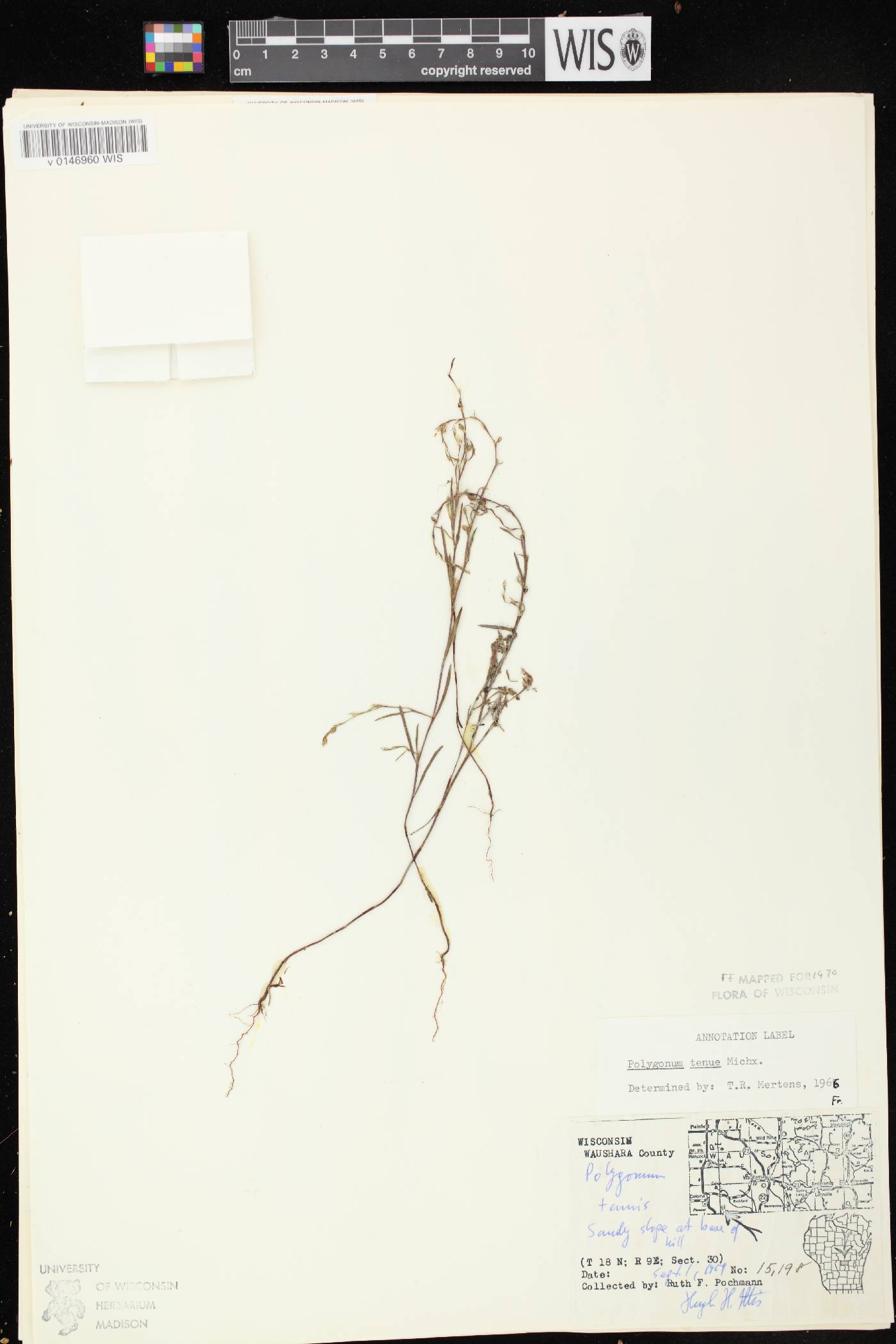 Polygonum tenue image