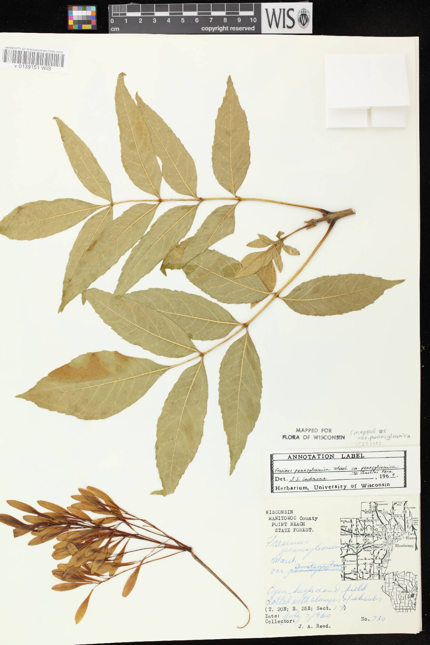 Fraxinus pennsylvanica image