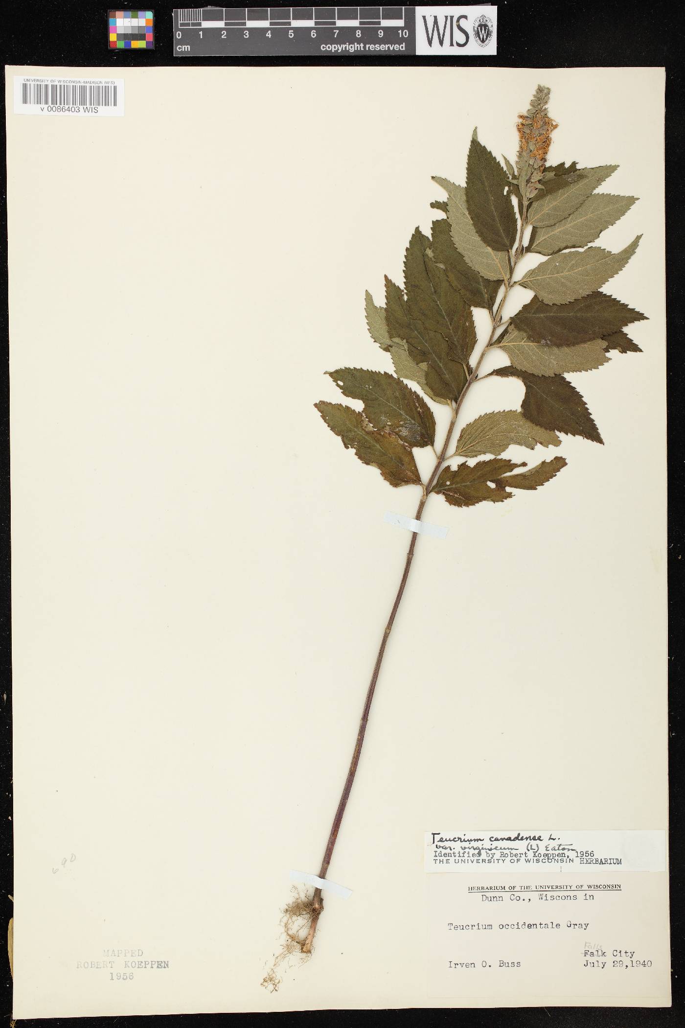 Teucrium canadense var. virginicum image