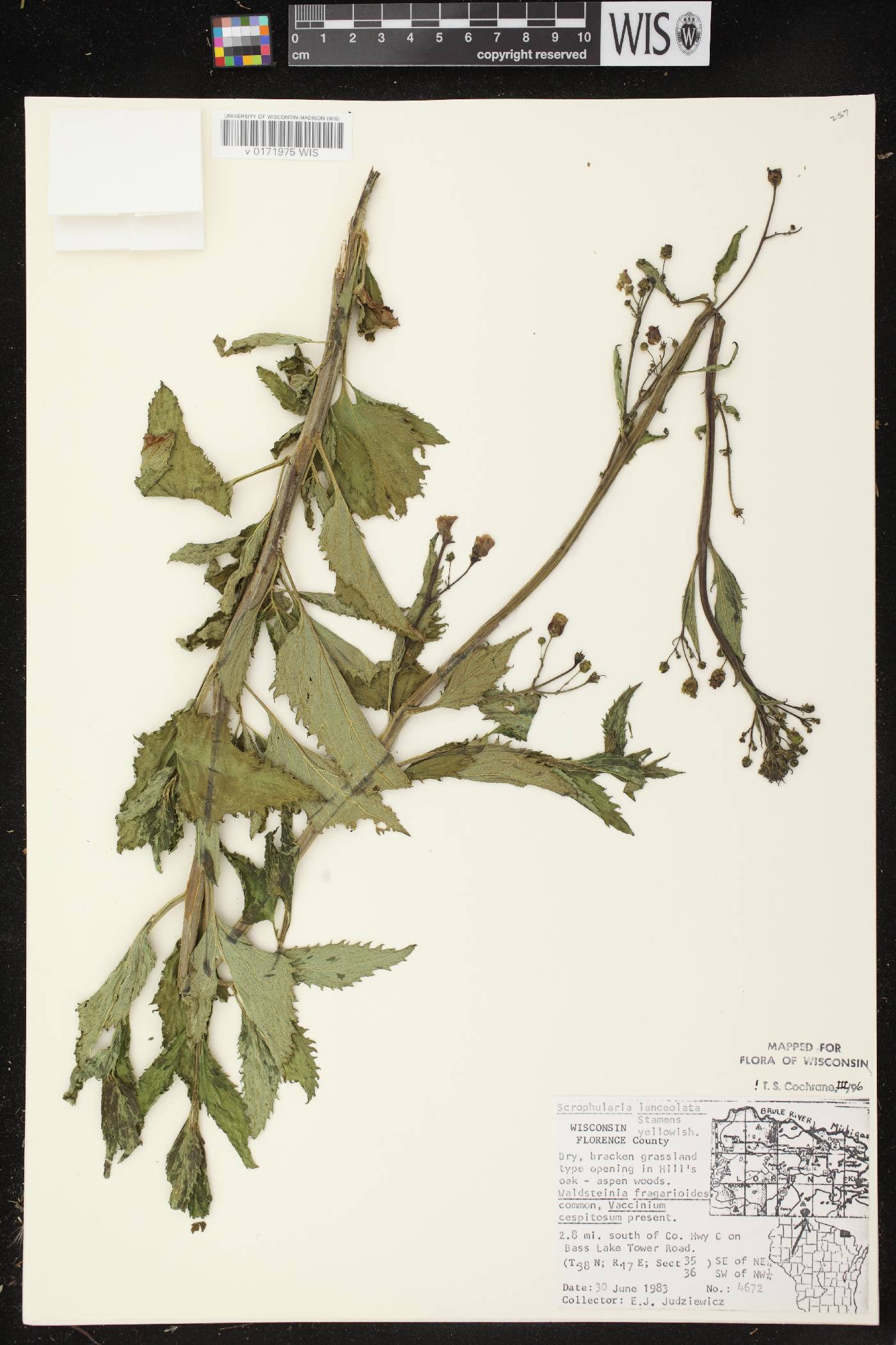 Scrophularia lanceolata image