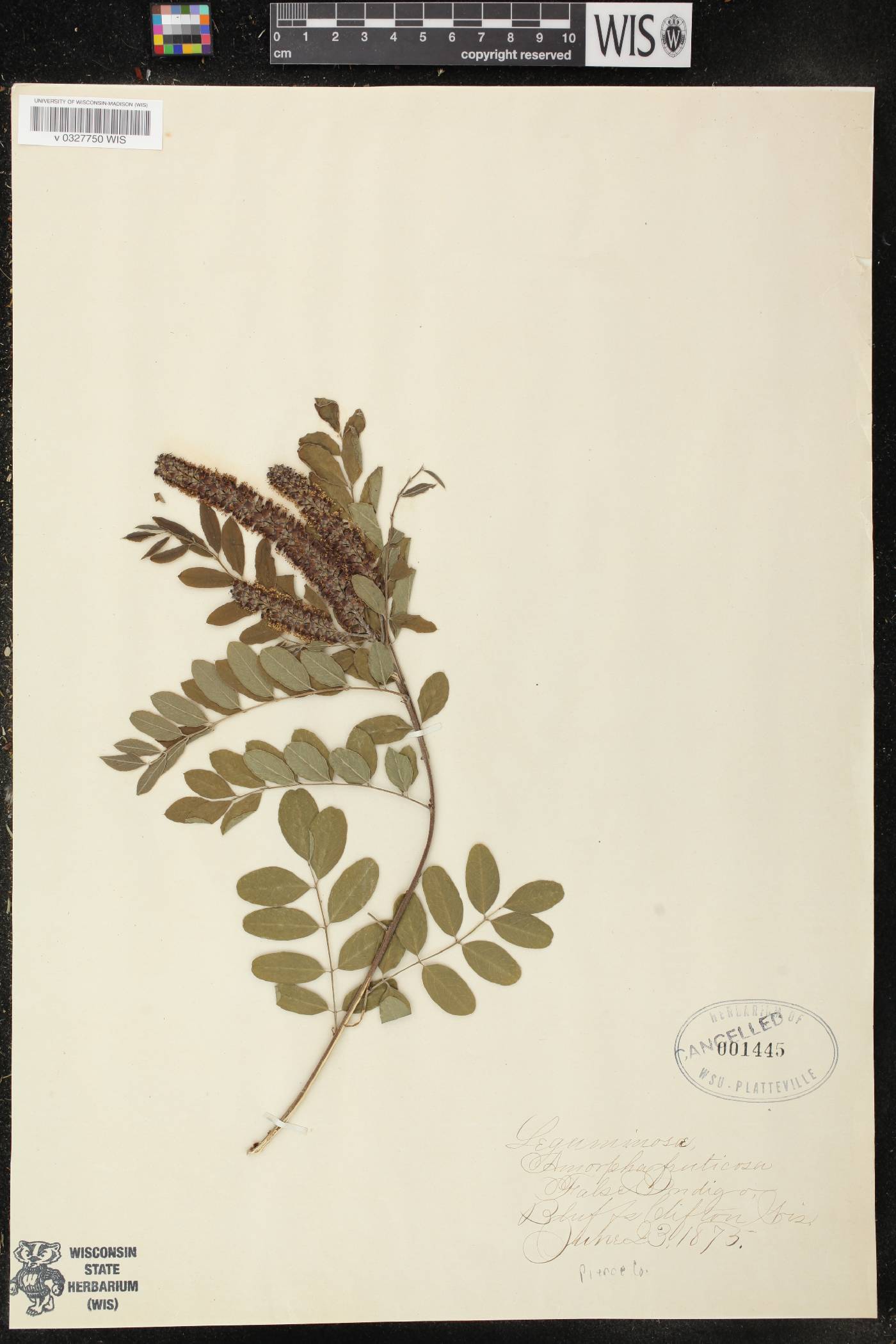Amorpha fruticosa image