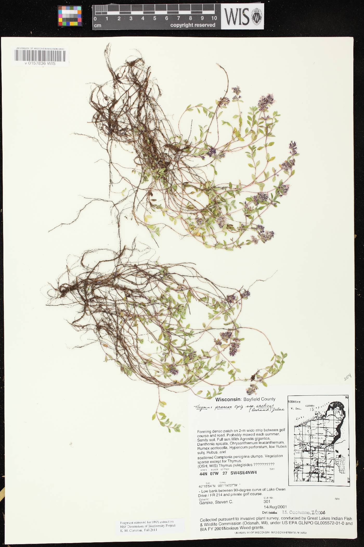 Thymus praecox image