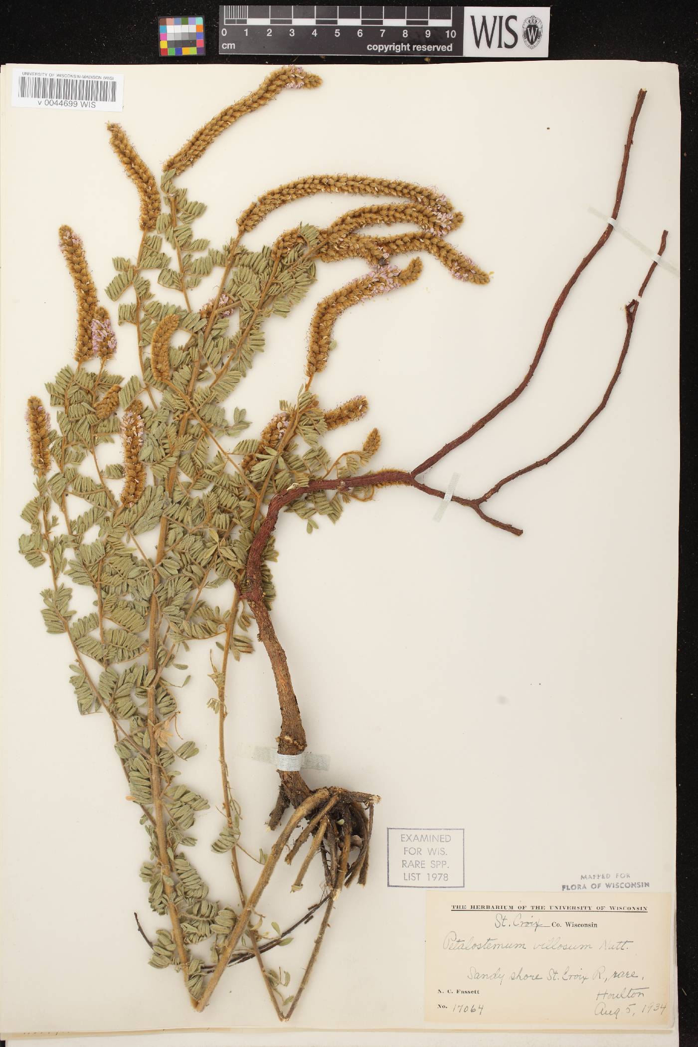 Dalea villosa var. villosa image