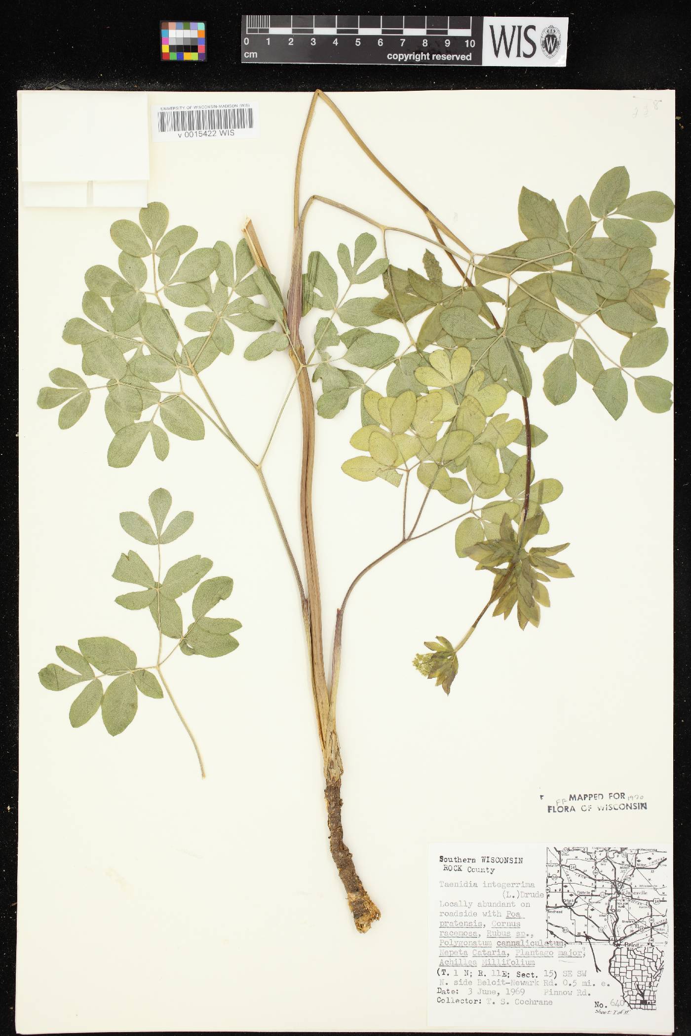 Taenidia integerrima image