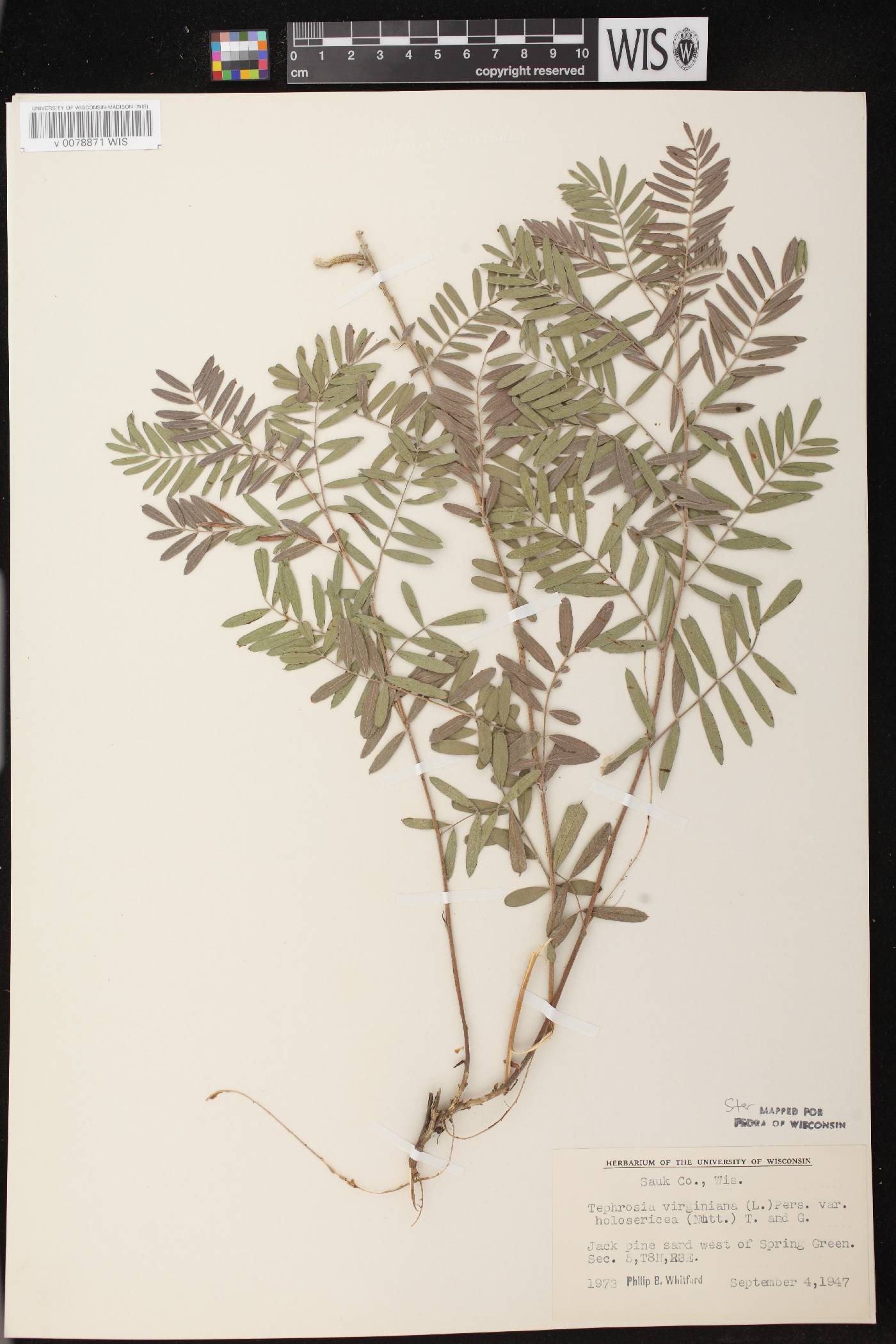 Tephrosia virginiana image