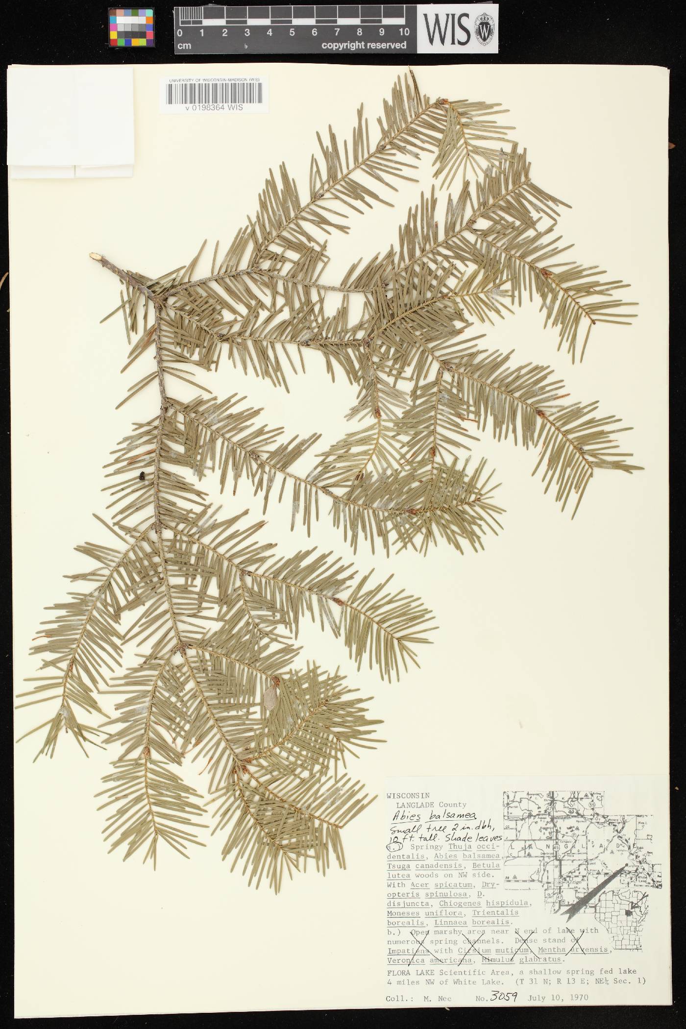 Abies balsamea image