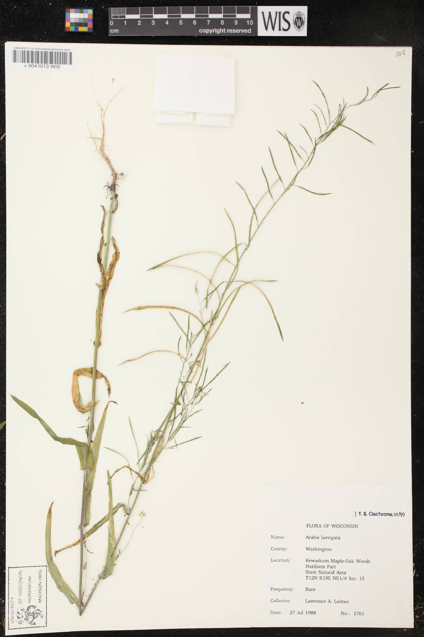 Boechera laevigata image