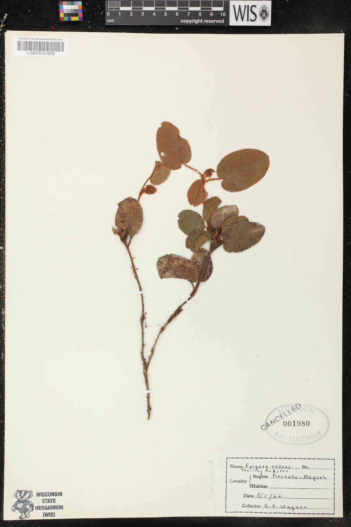 Epigaea repens image