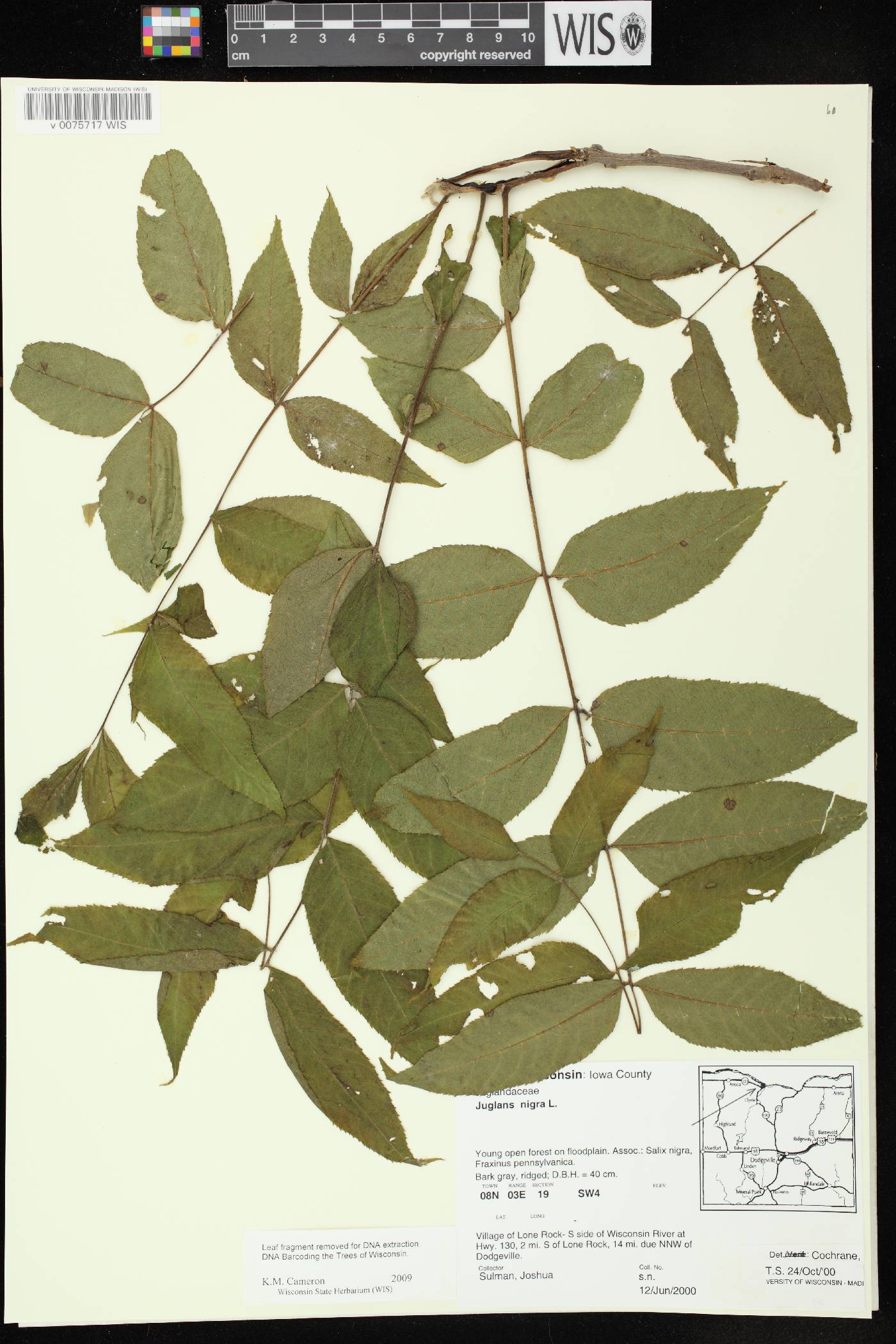 Juglans nigra image