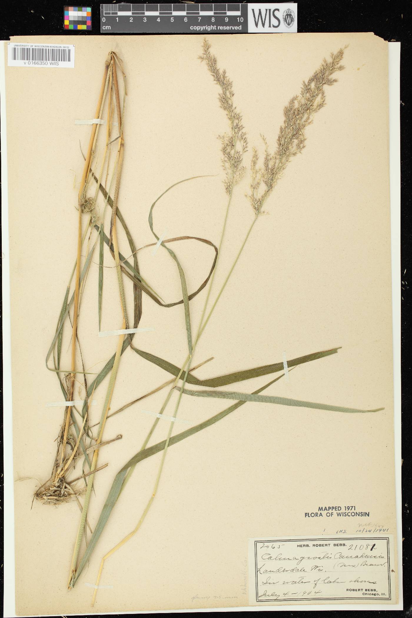 Calamagrostis canadensis var. canadensis image