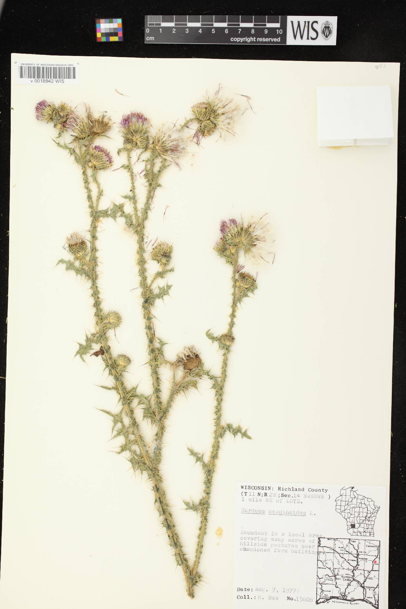Carduus acanthoides subsp. acanthoides image