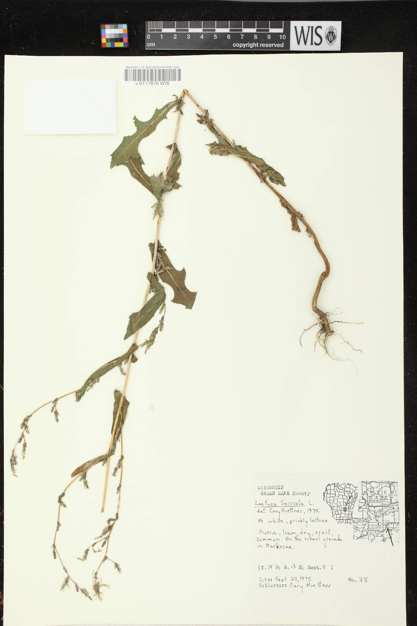 Lactuca serriola image