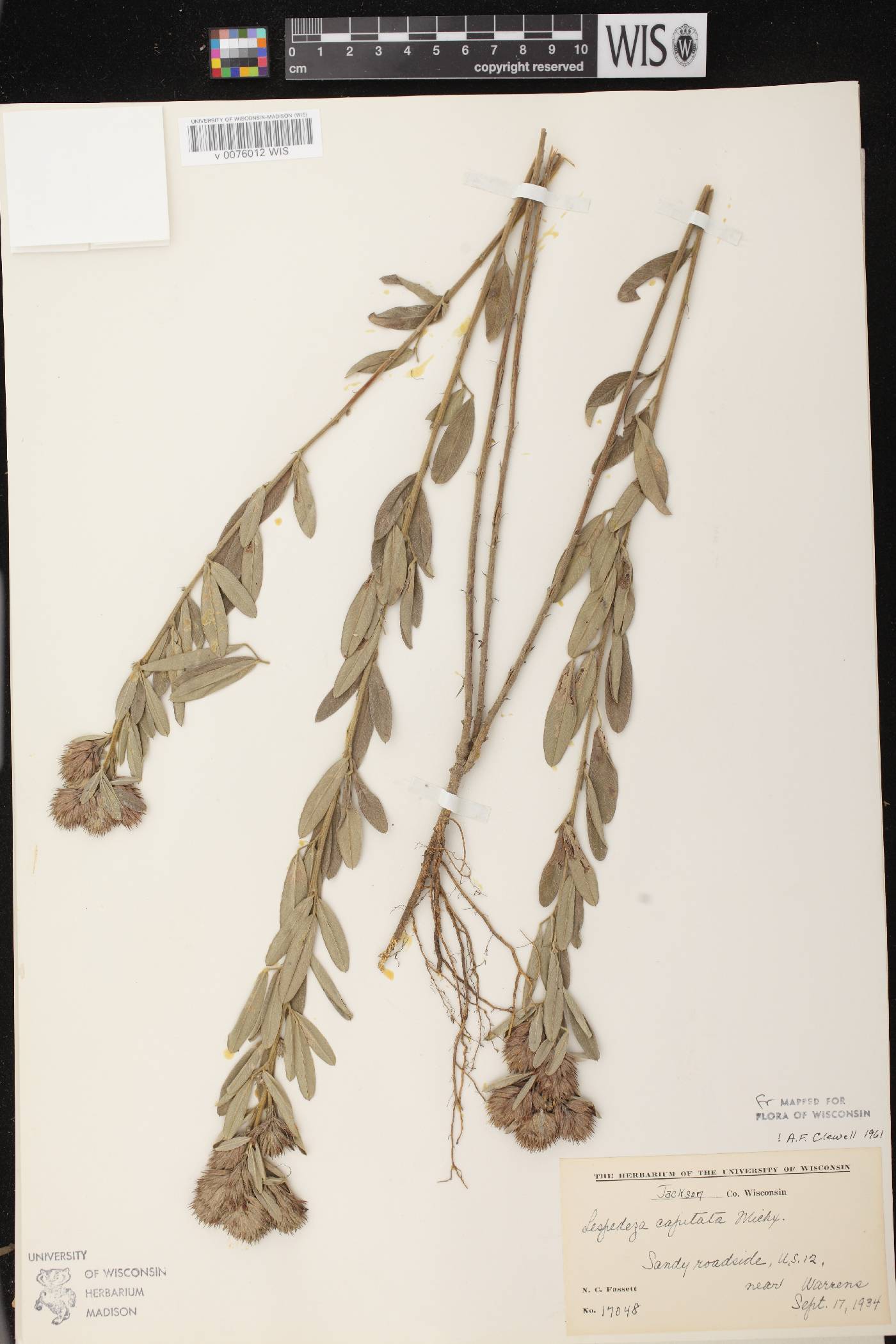 Lespedeza capitata image