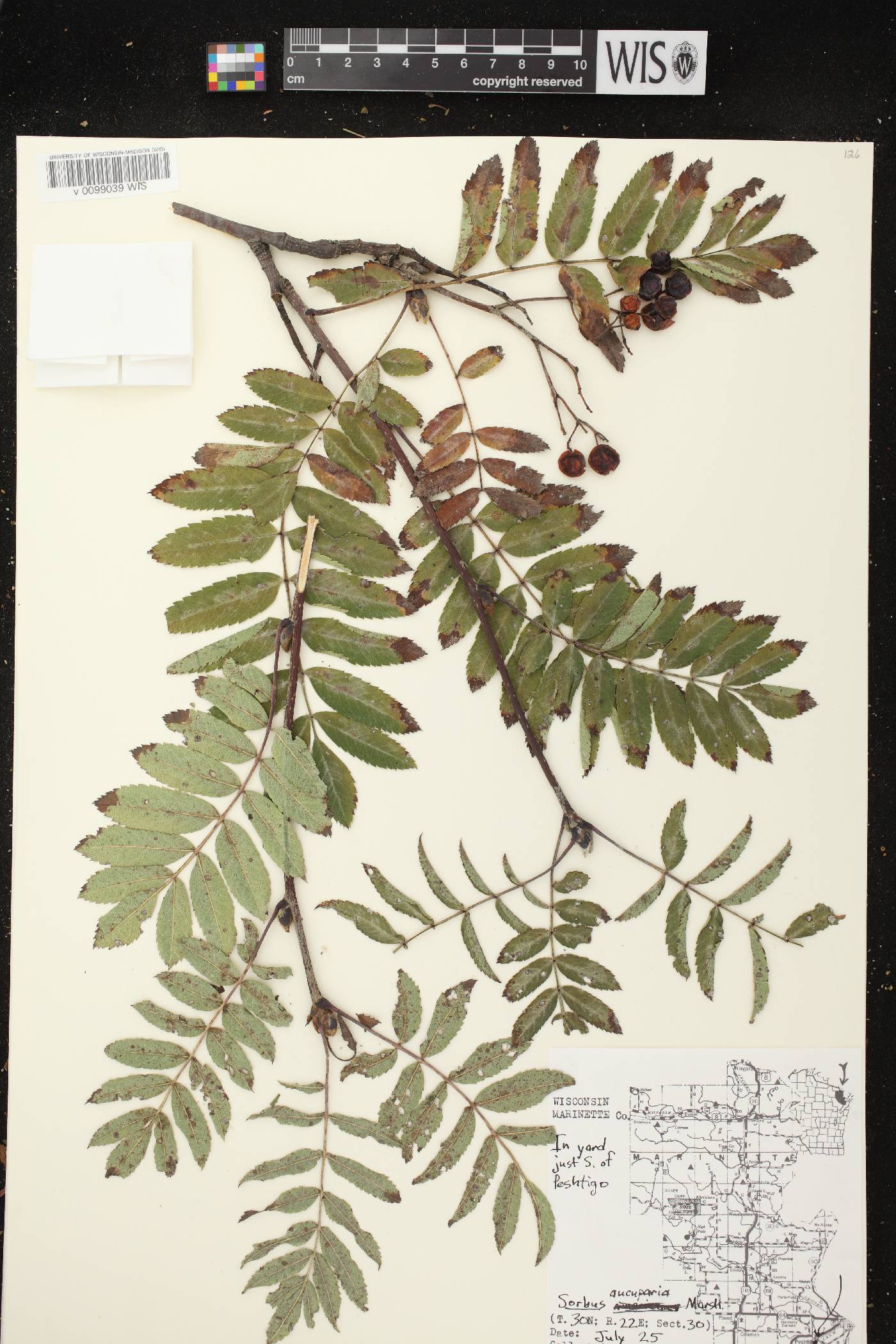 Sorbus aucuparia image