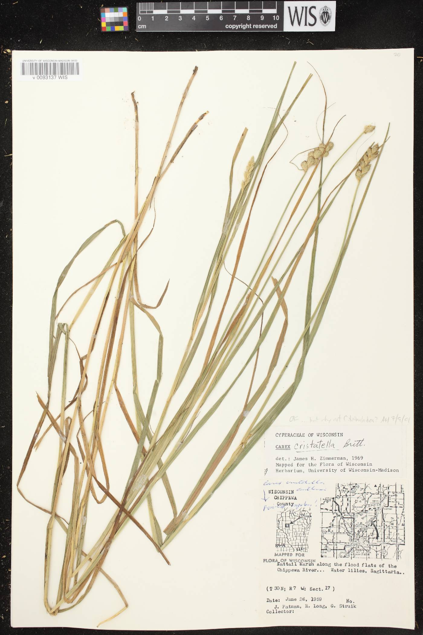 Carex cristatella image