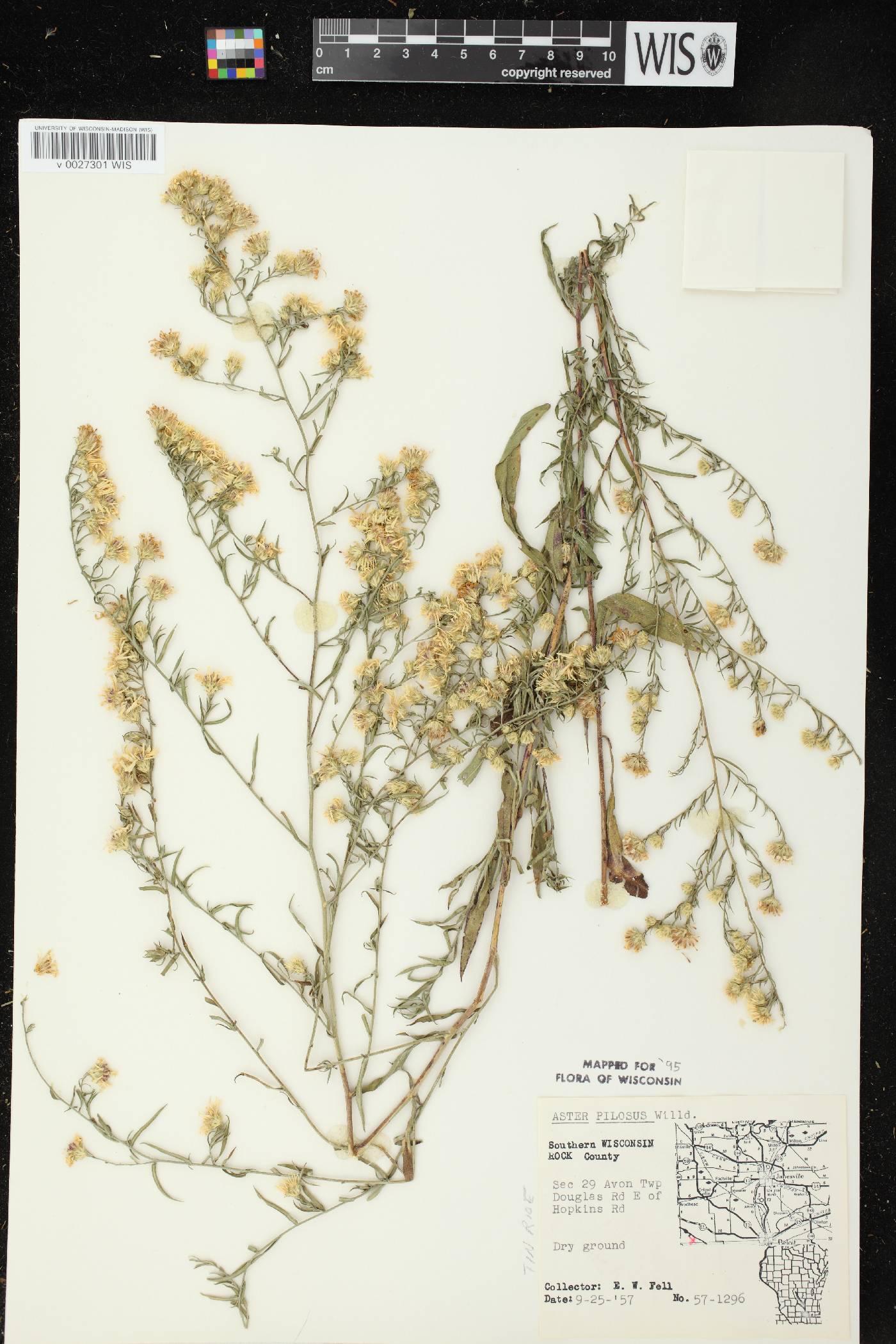Symphyotrichum pilosum image