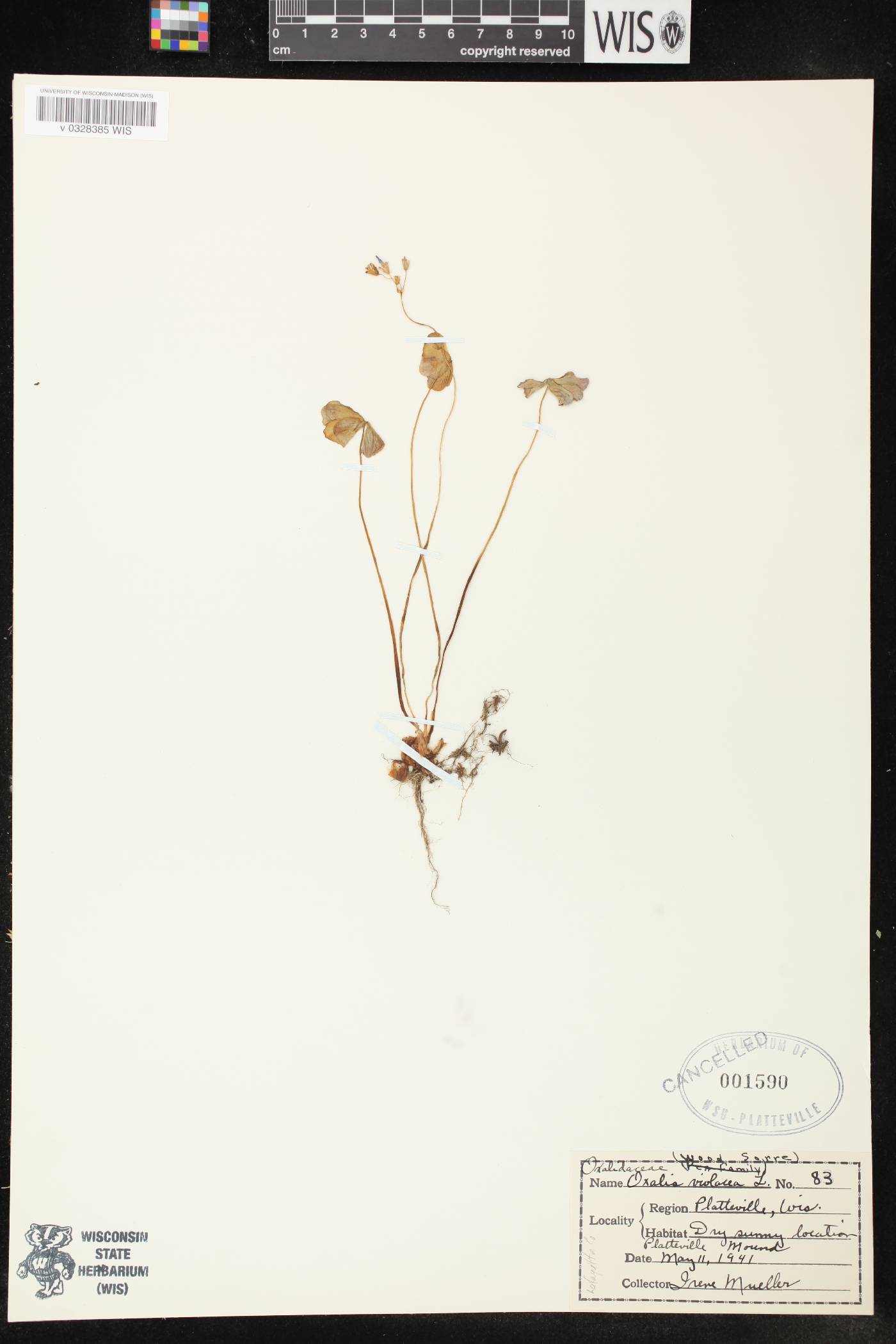 Oxalis violacea image