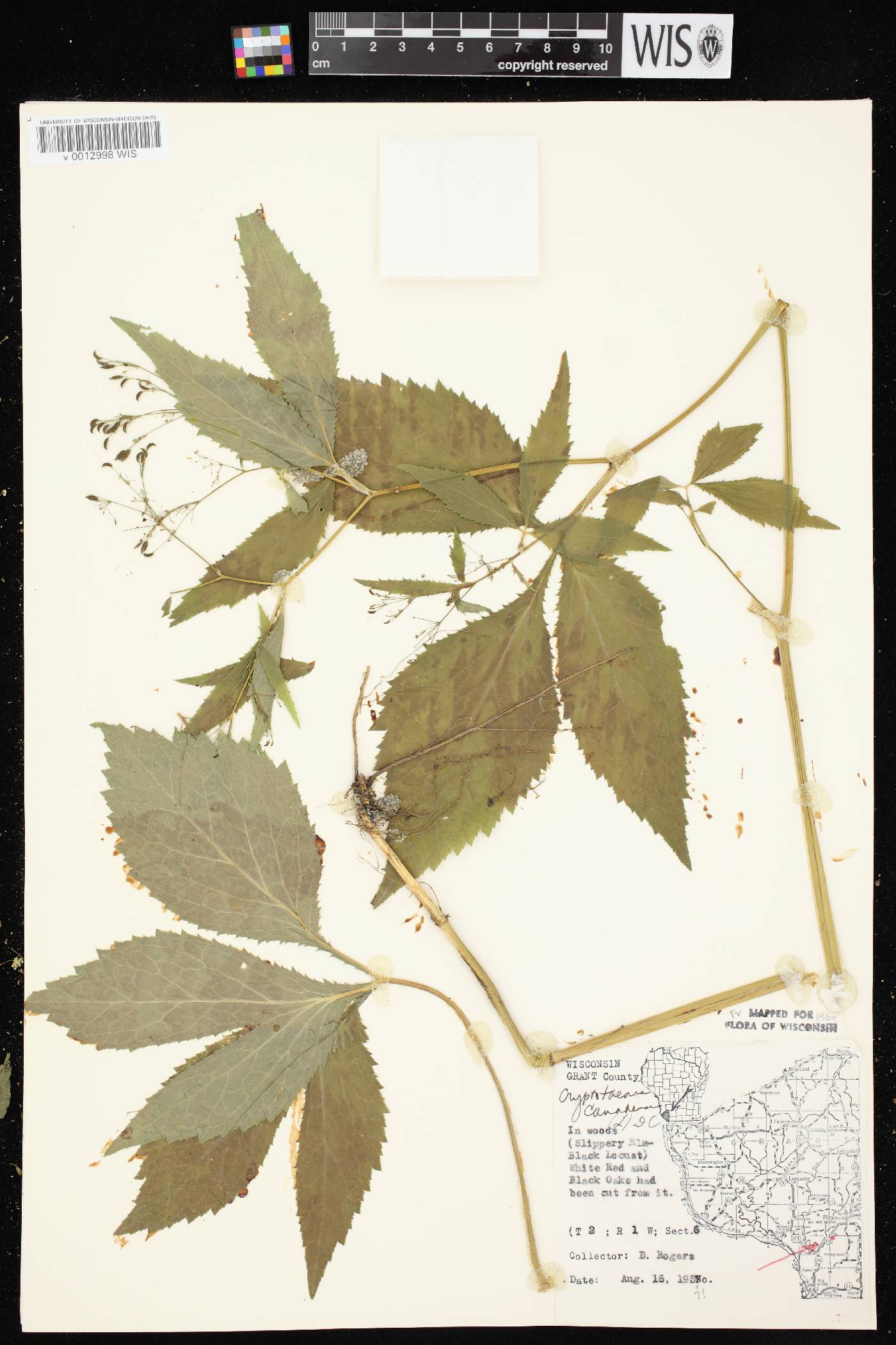 Cryptotaenia canadensis image