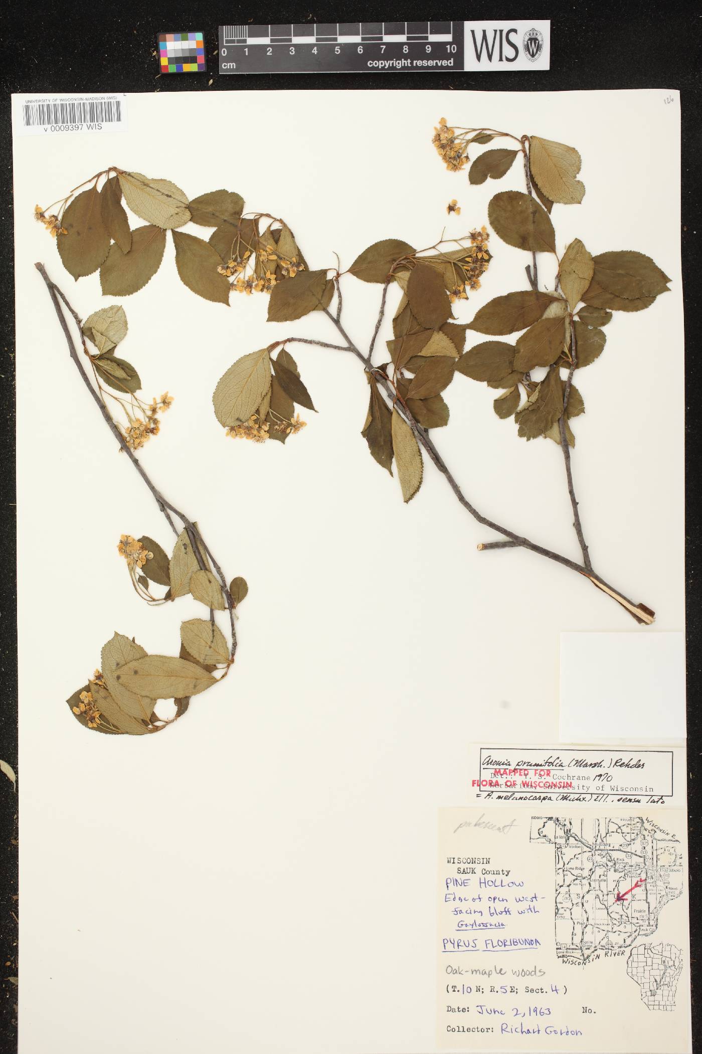 Aronia x prunifolia image