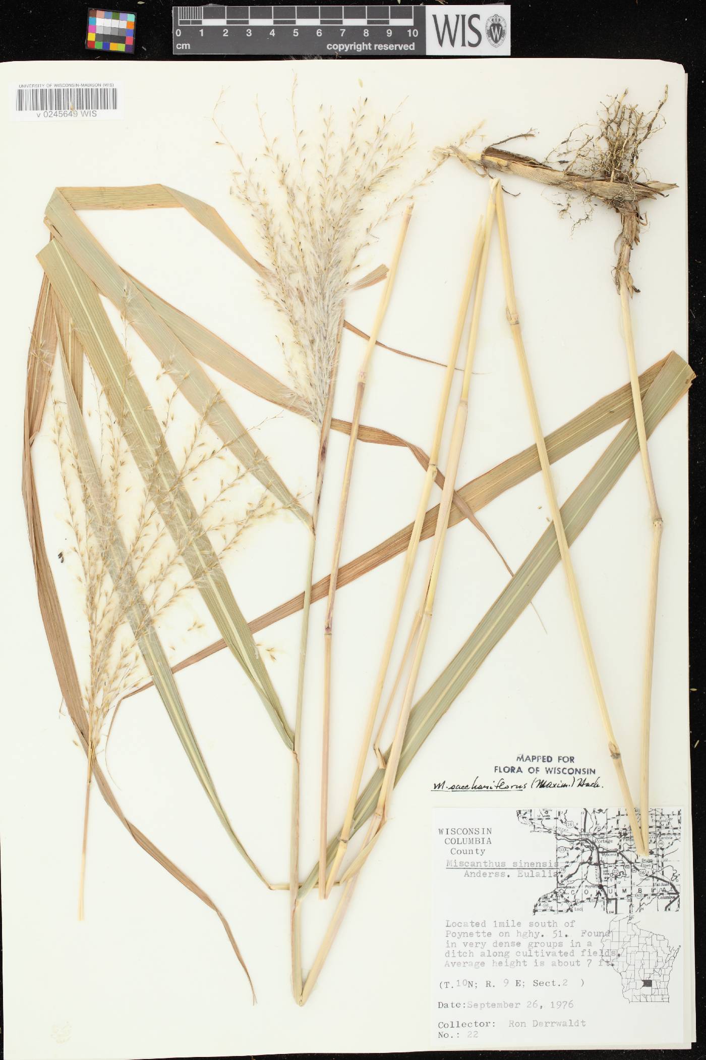 Miscanthus sacchariflorus image