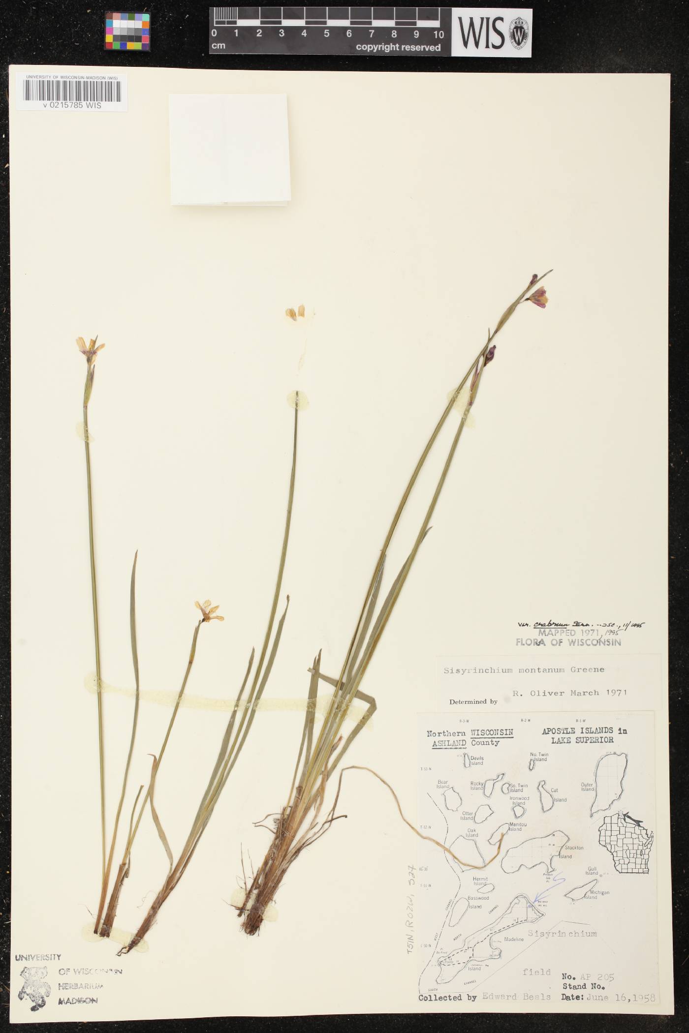 Sisyrinchium montanum image