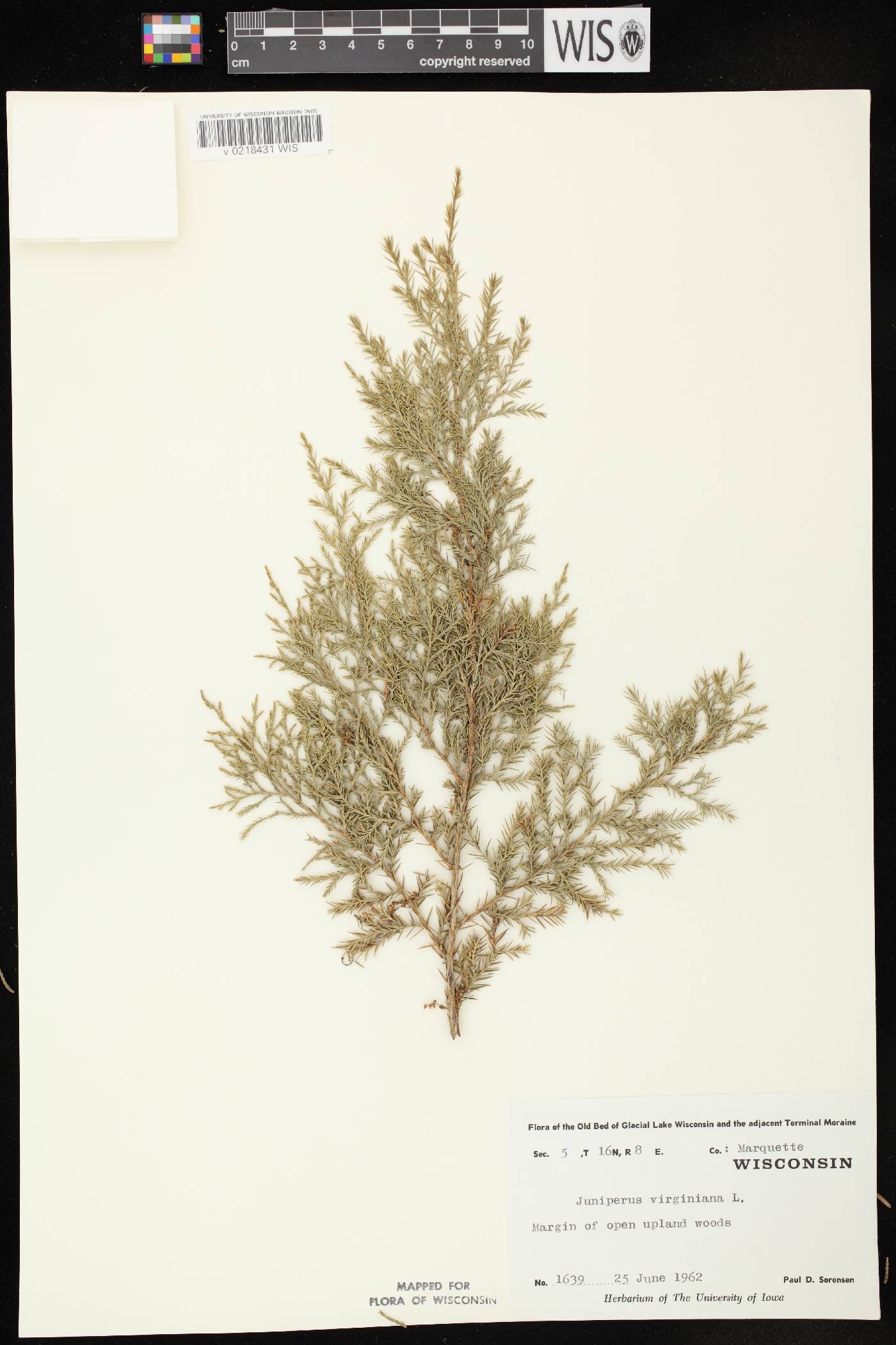 Juniperus virginiana var. virginiana image