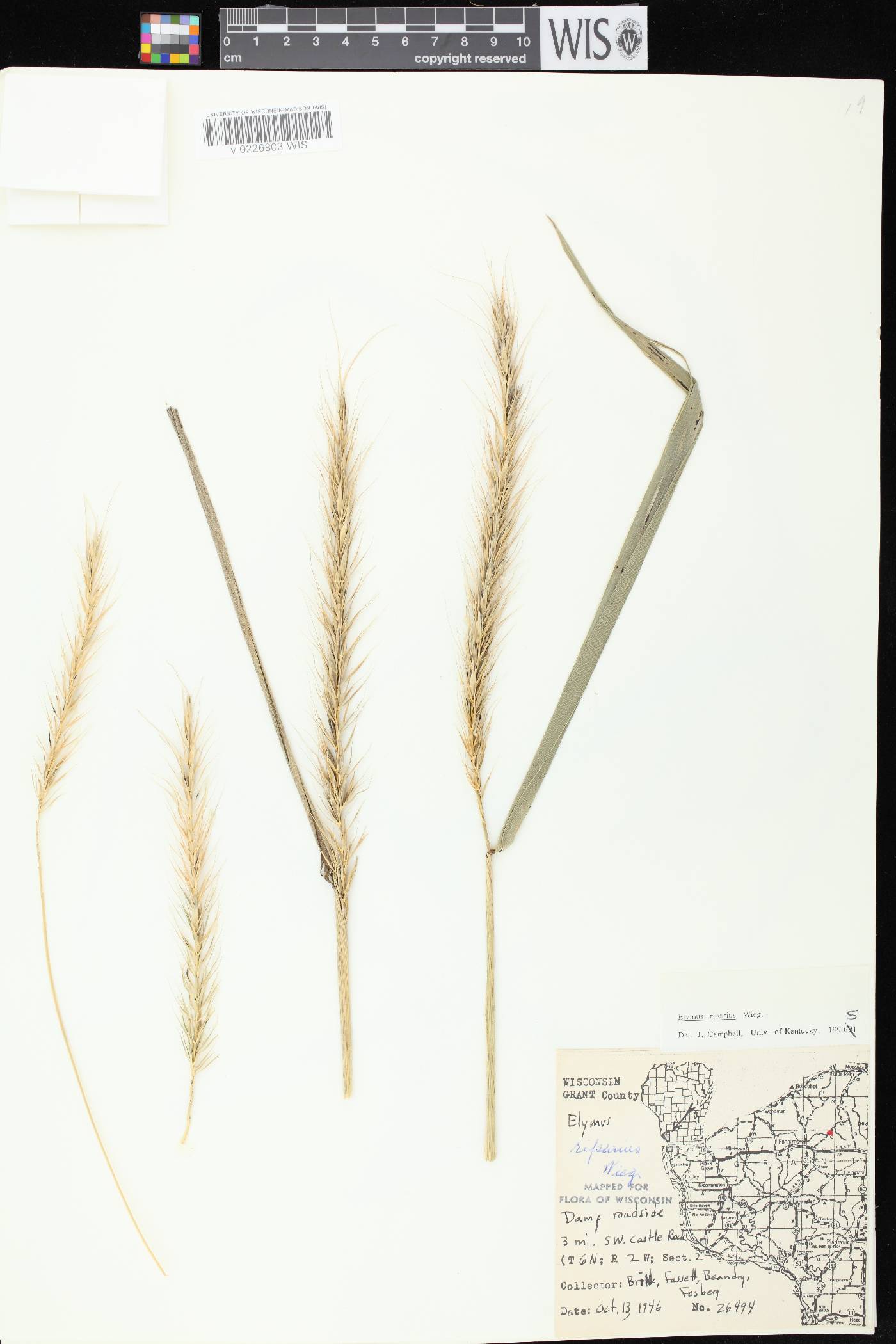 Elymus riparius image