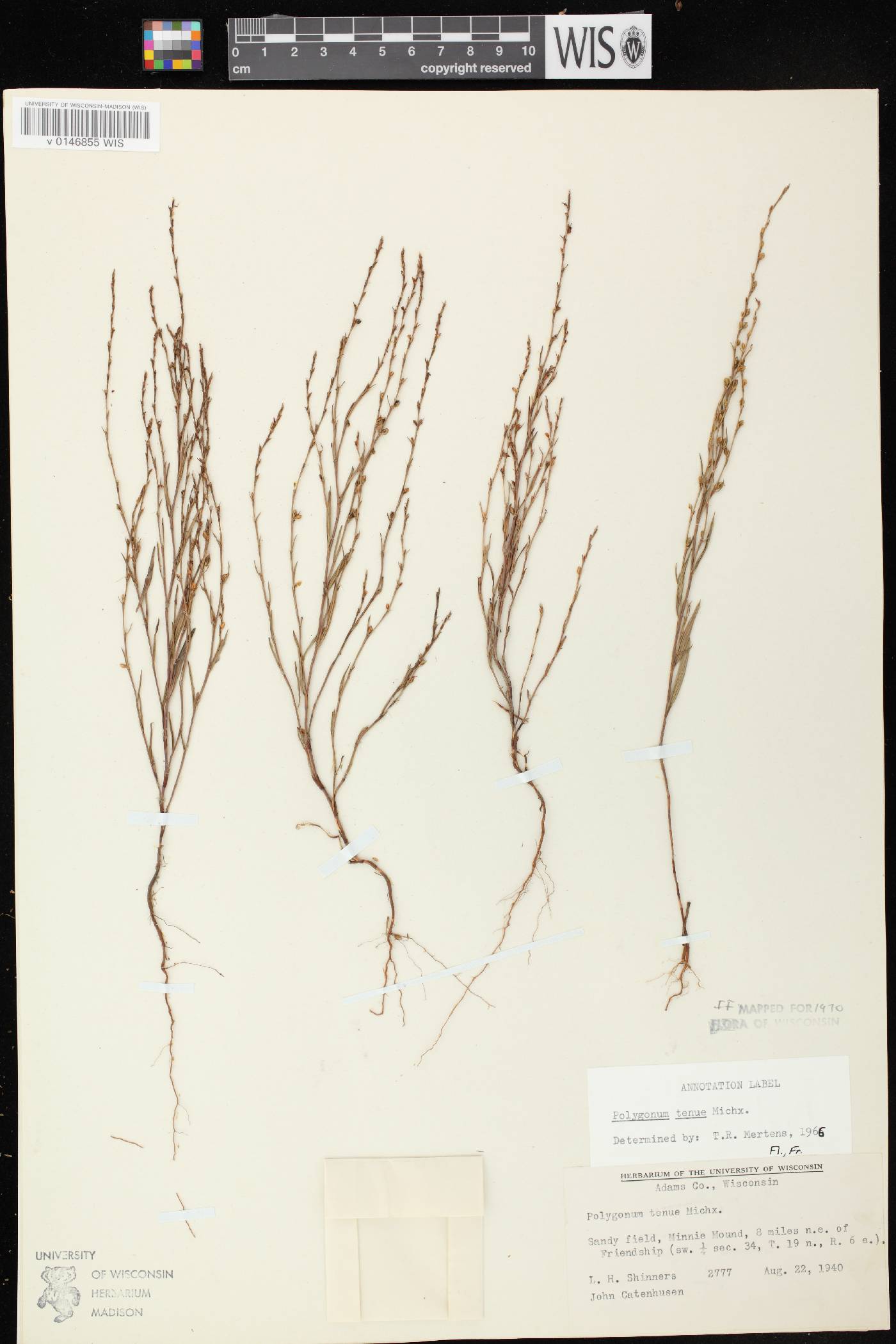 Polygonum tenue image