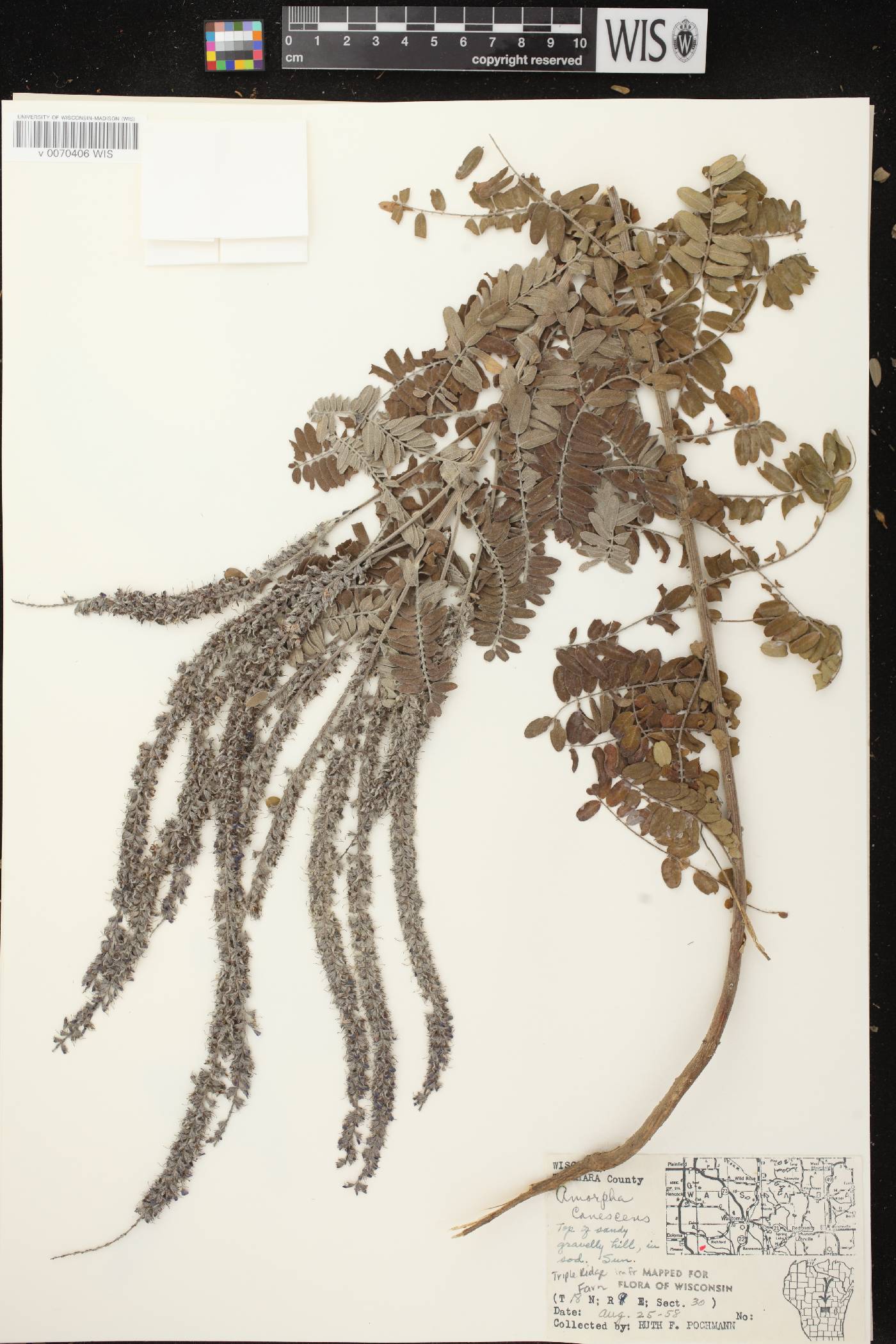 Amorpha canescens image