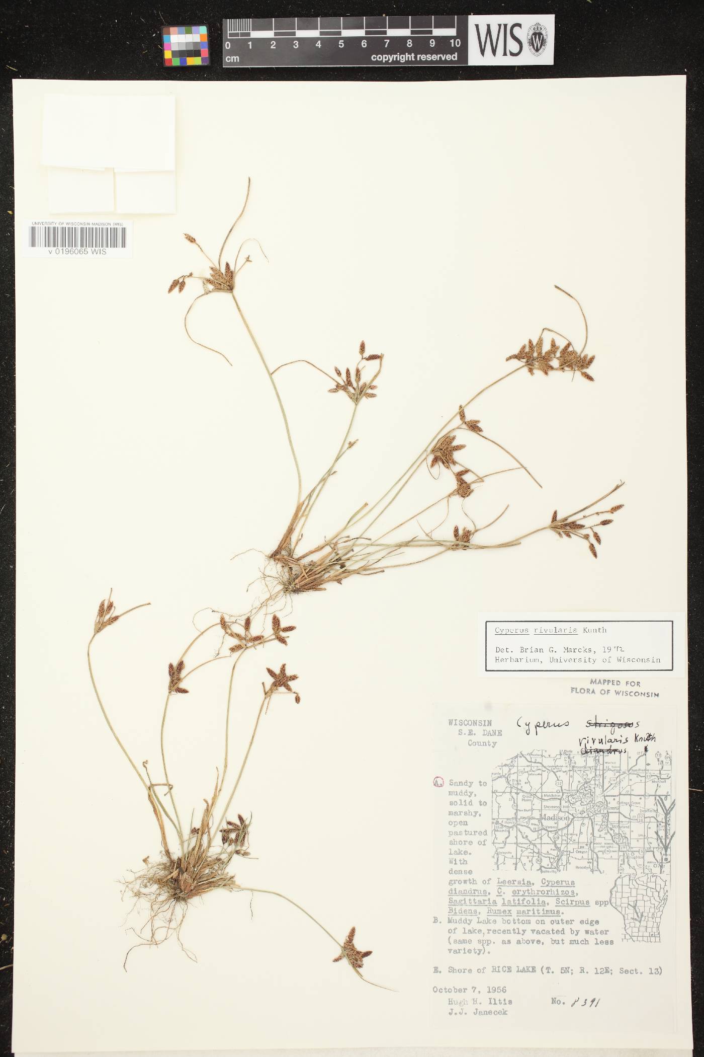 Cyperus bipartitus image