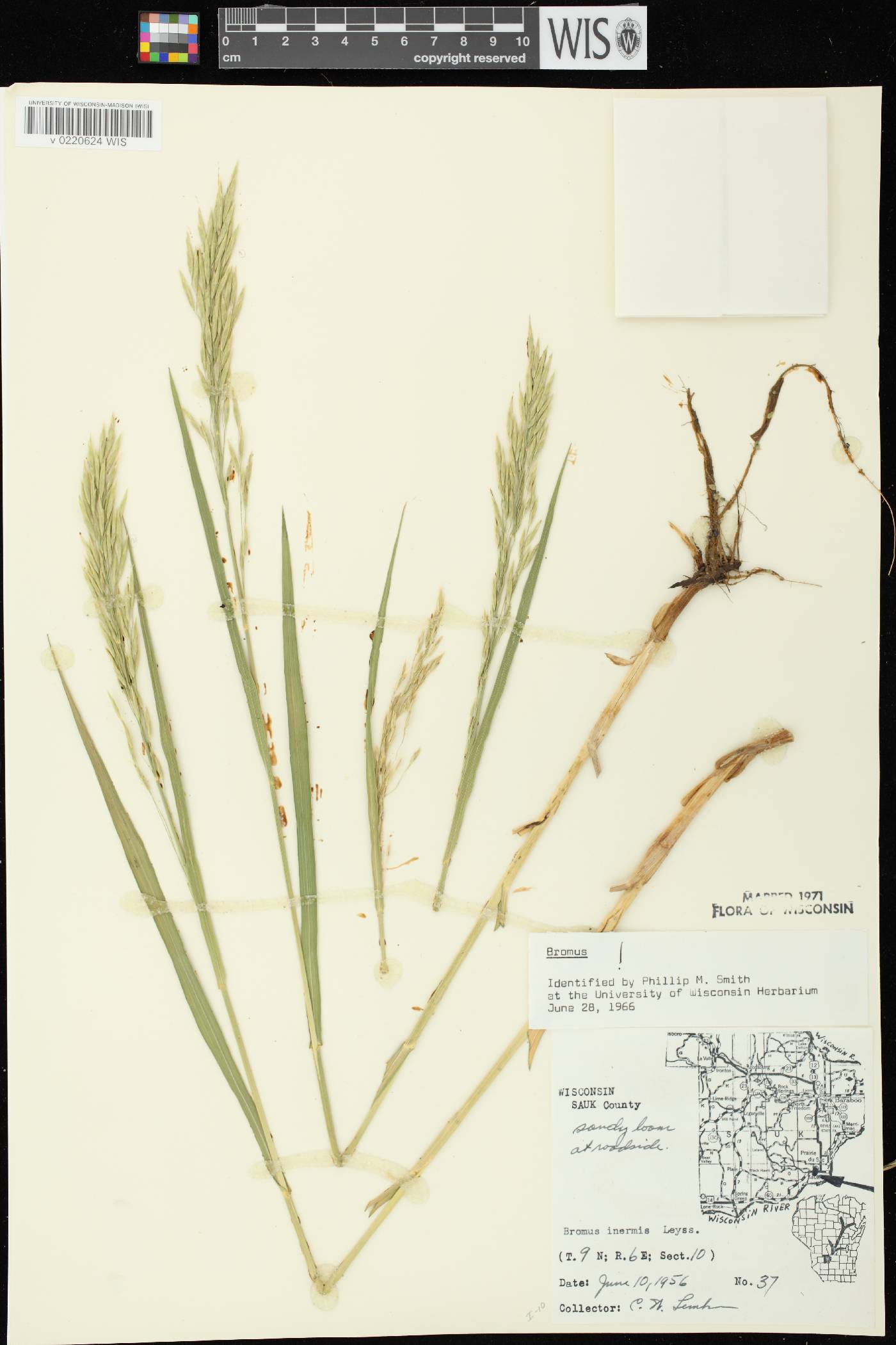 Bromus inermis image