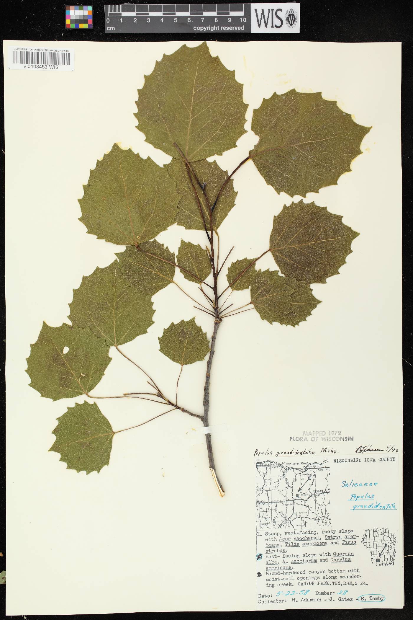 Populus grandidentata image