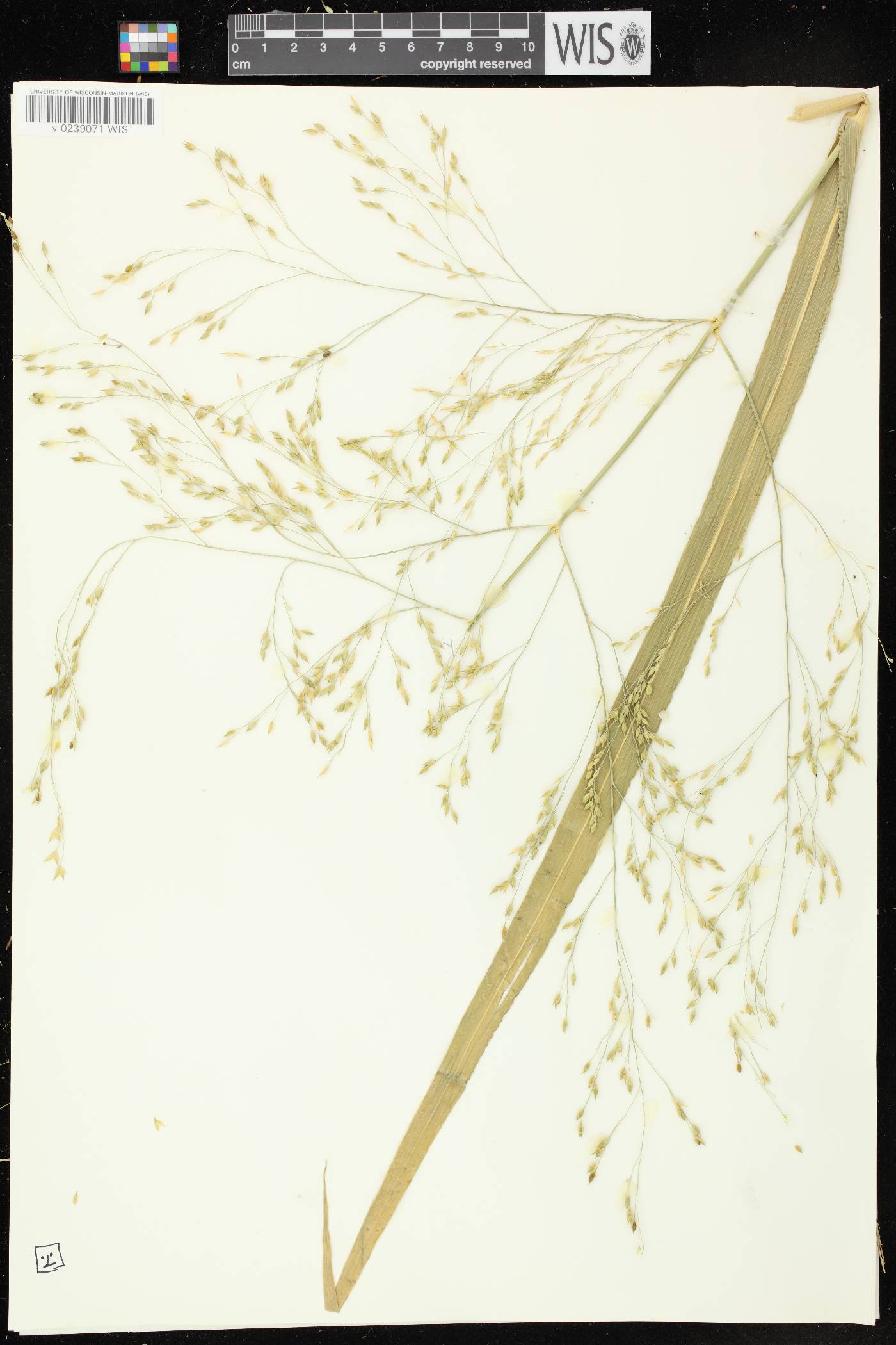 Panicum miliaceum subsp. ruderale image