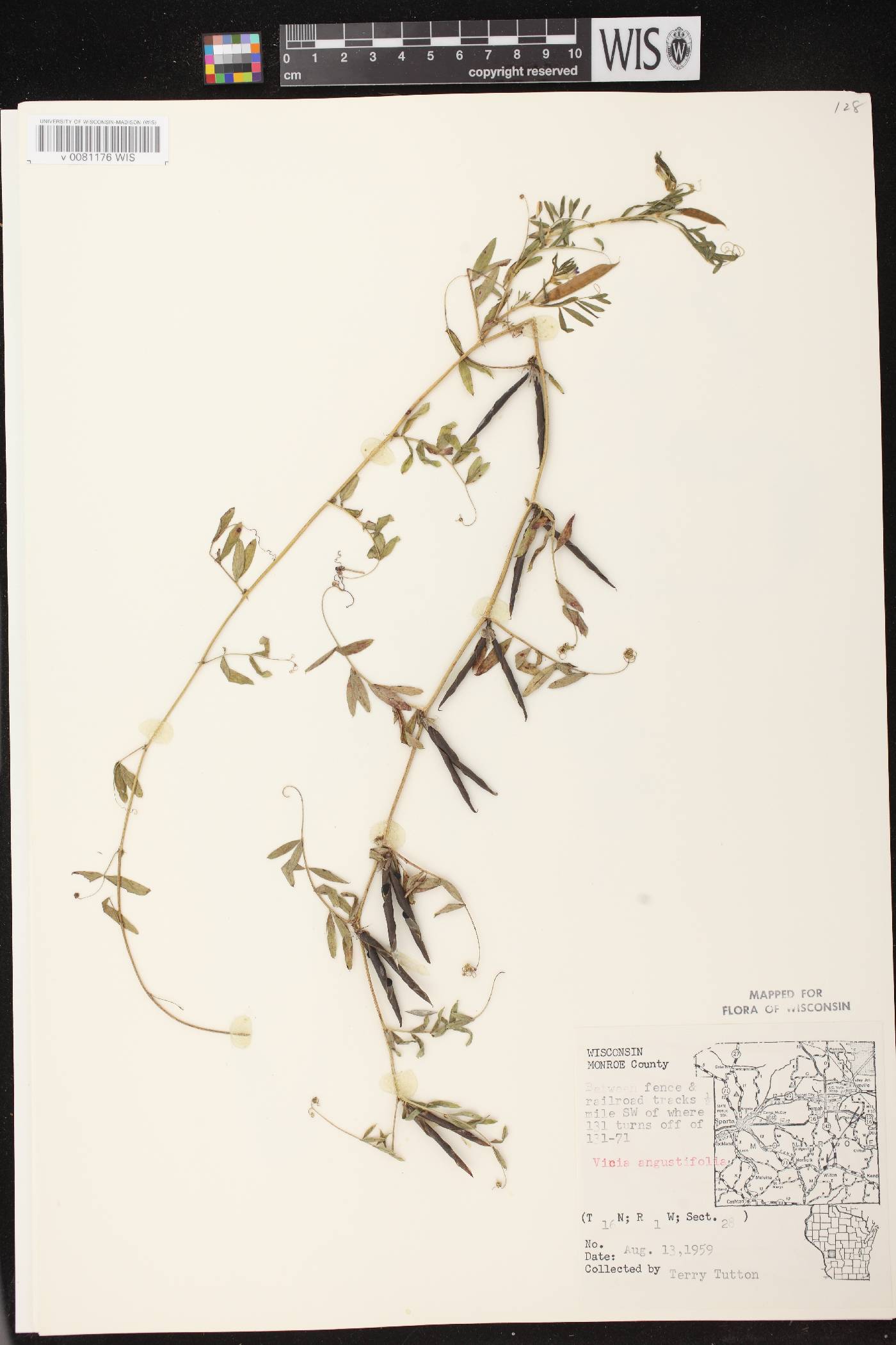 Vicia sativa subsp. nigra image