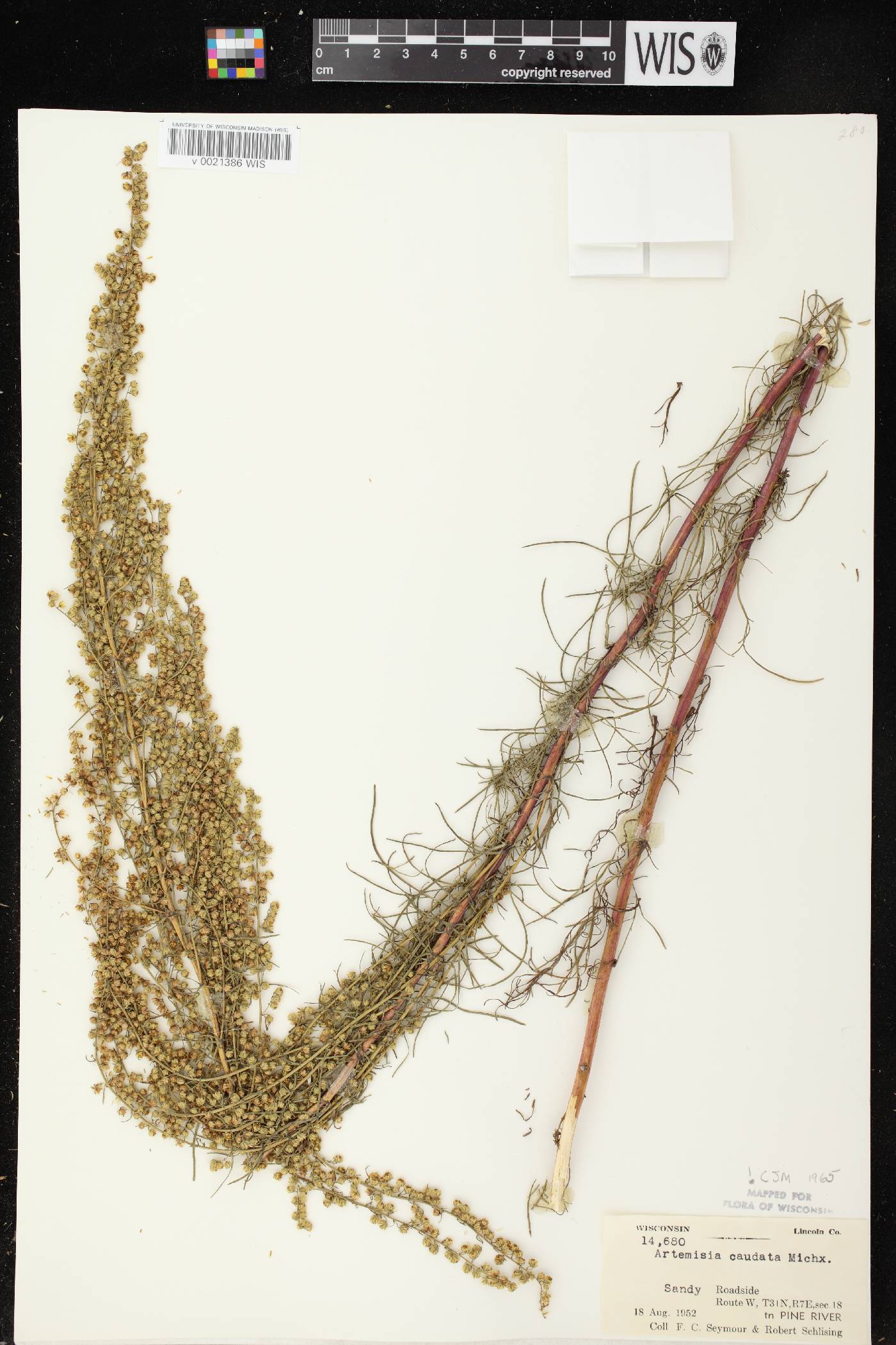 Artemisia campestris image